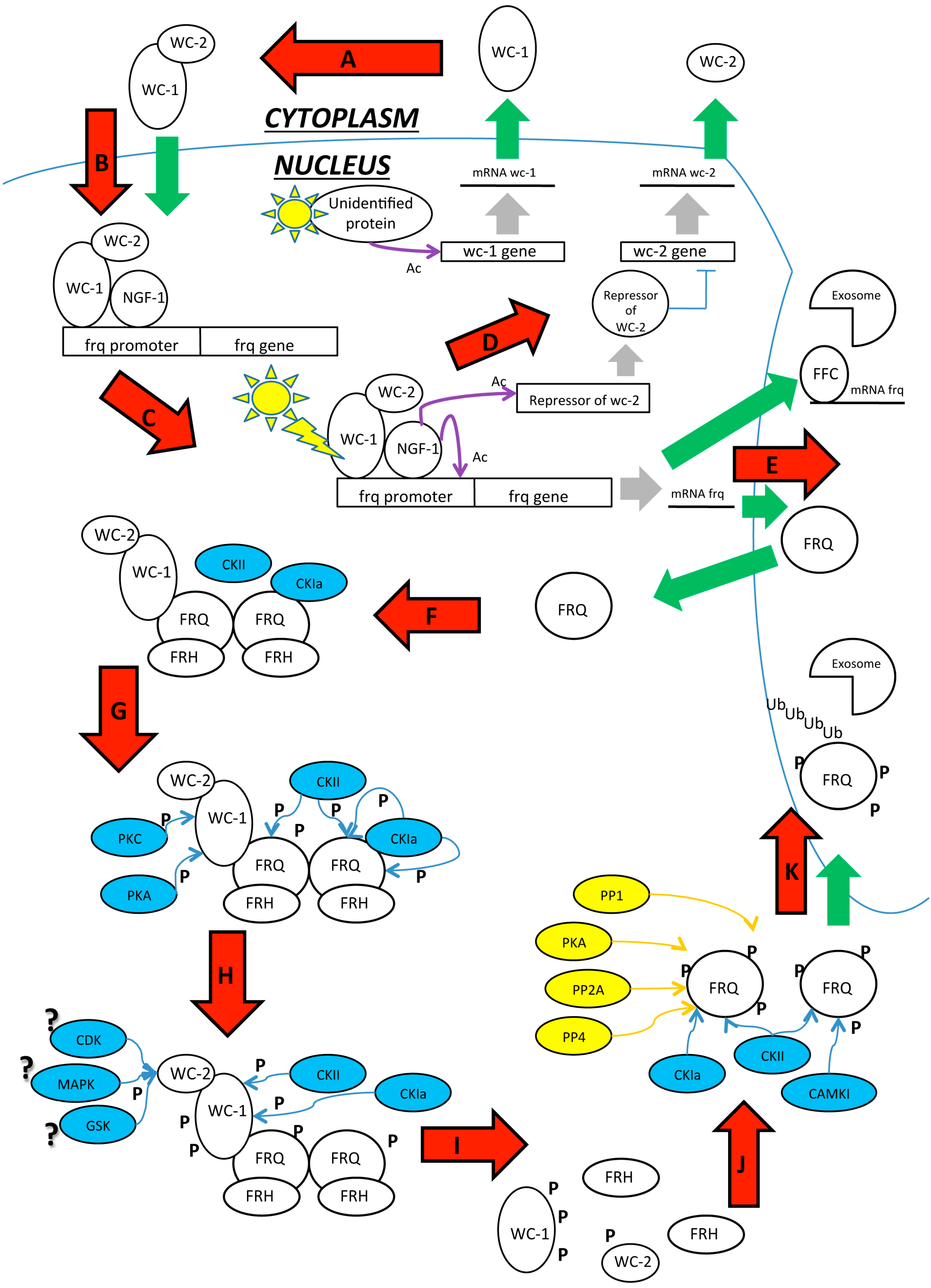 IJMS Free FullText and Posttranslational Modifications