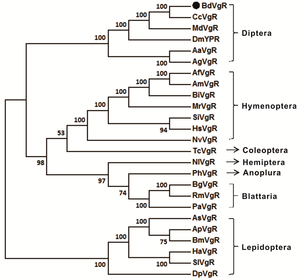 IJMS Free FullText The Essential Role of Vitellogenin Receptor in