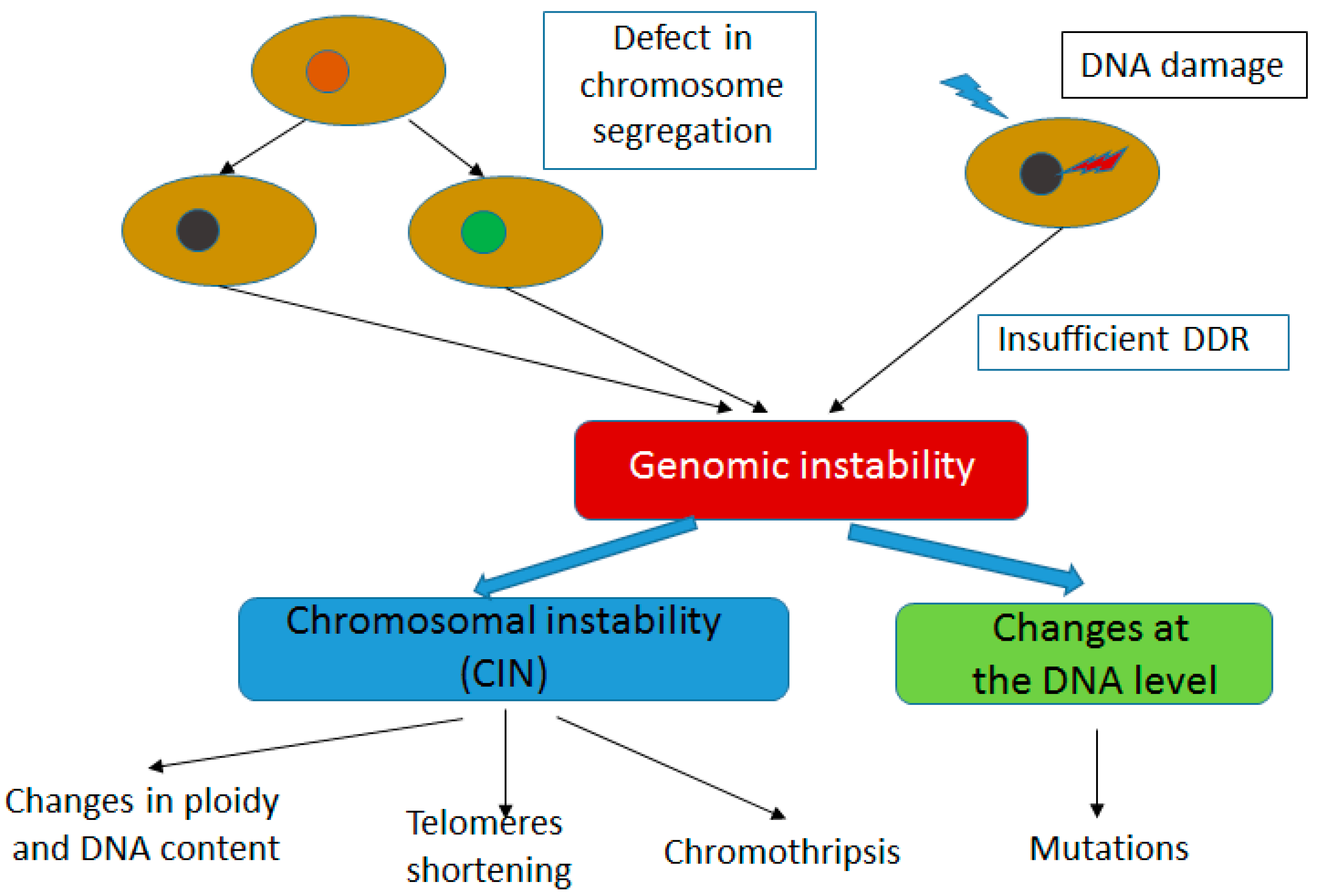 DNA RepairA DoubleEdged Sword in the Genomic Biology Diagrams