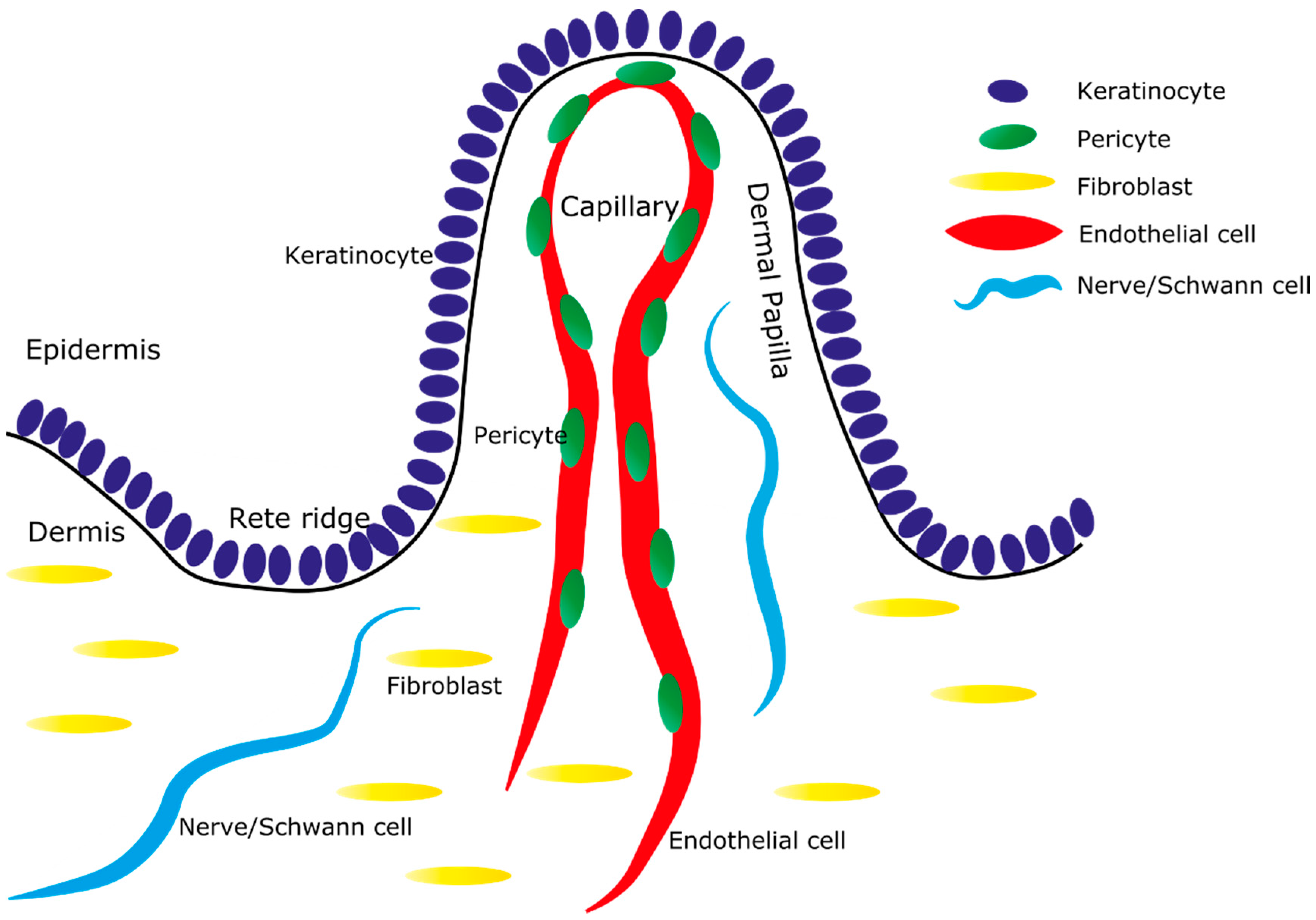 IJMS | Free Full-Text | Dermal Contributions to Human Interfollicular