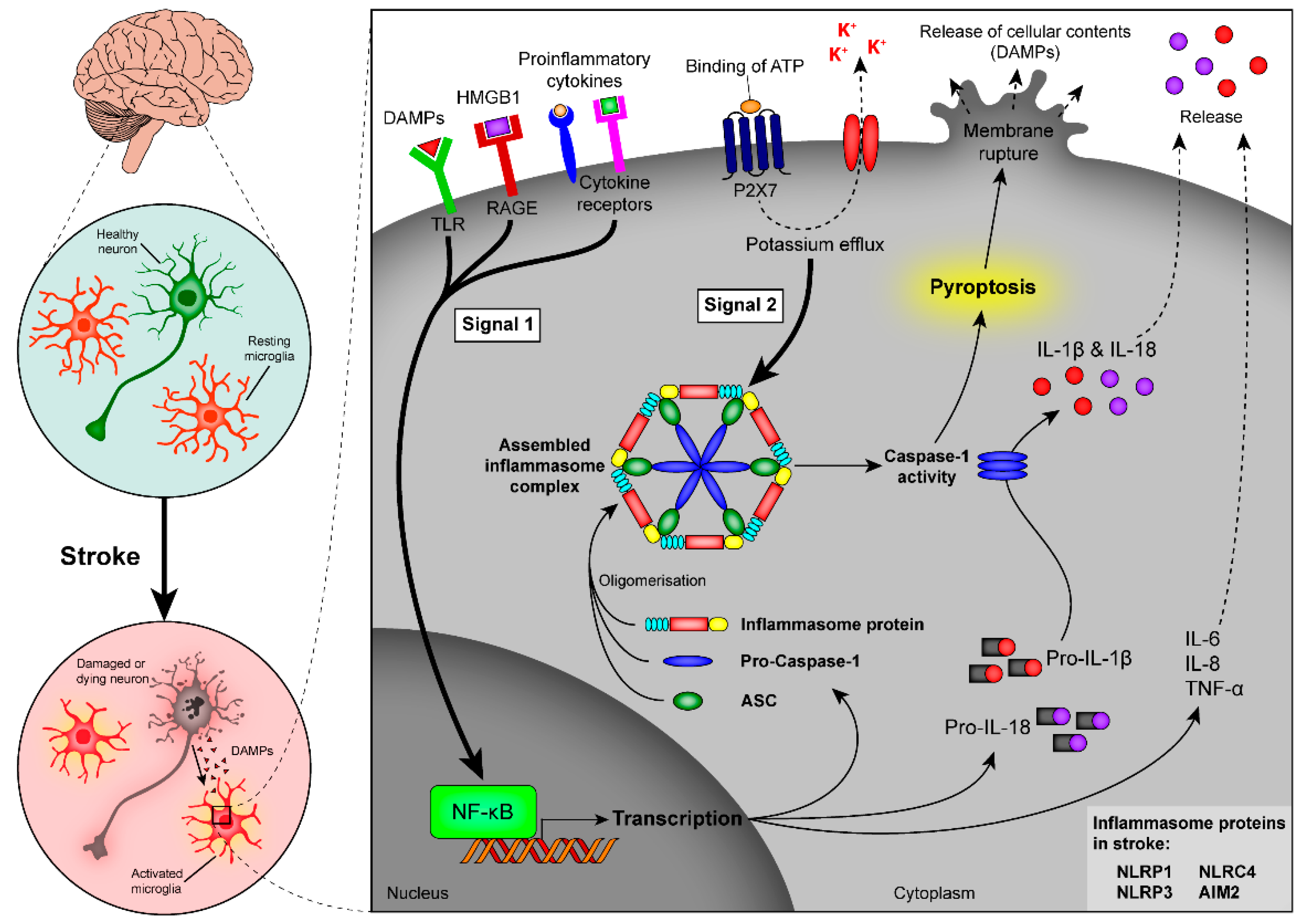 ijms free full text innate immunity and inflammation cholinergic agonist