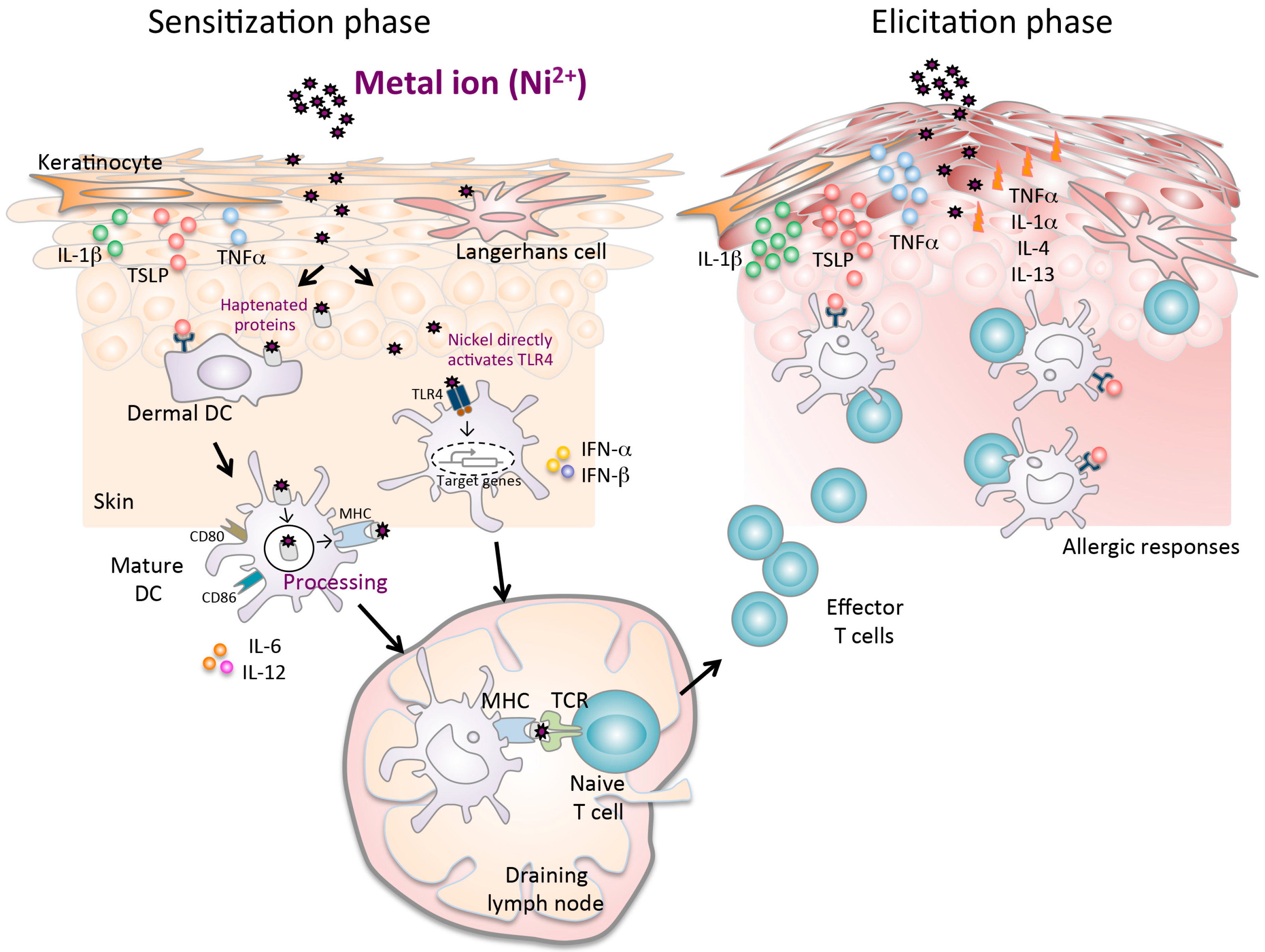 ijms free full text molecular