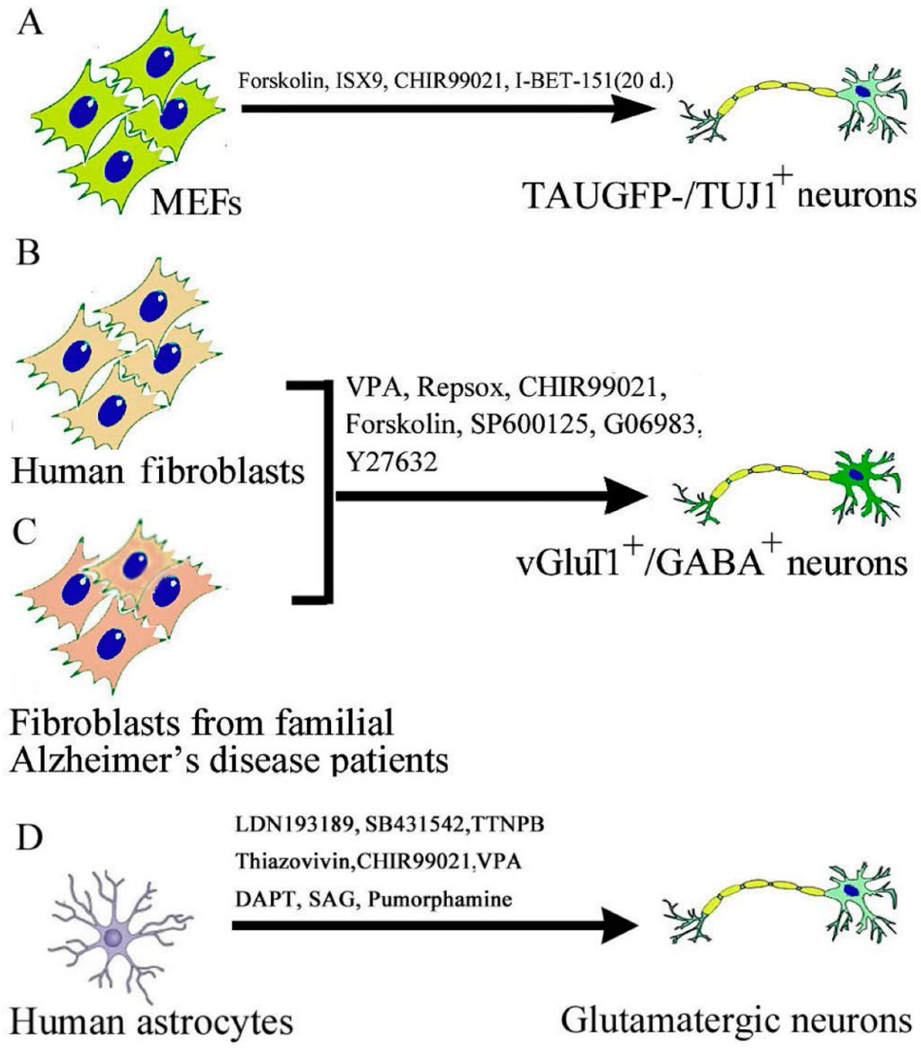 Graves' Disease -