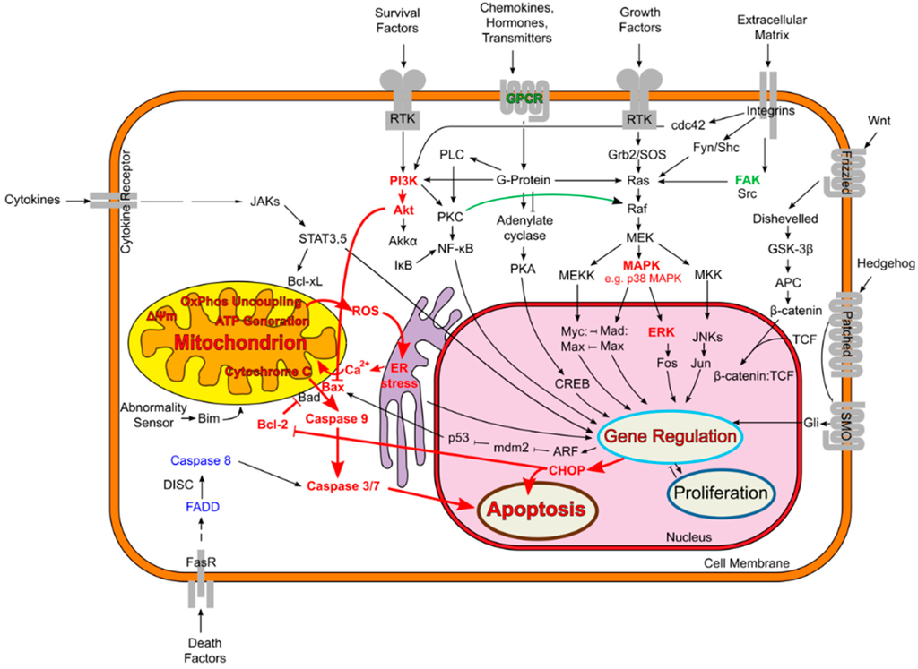 IJMS Free FullText Local AnestheticInduced Neurotoxicity
