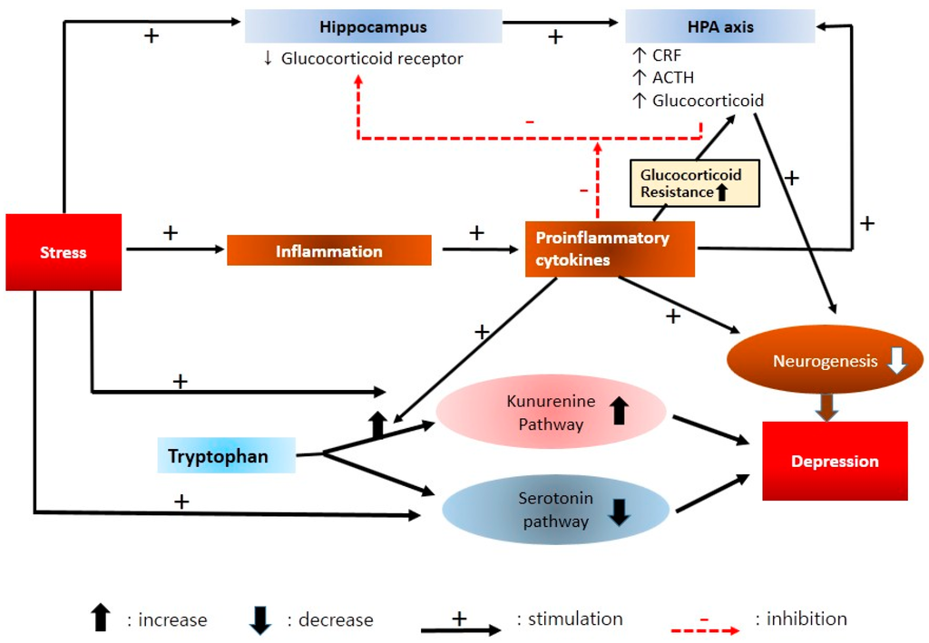 pathophysiology of anxiety and depression pdf