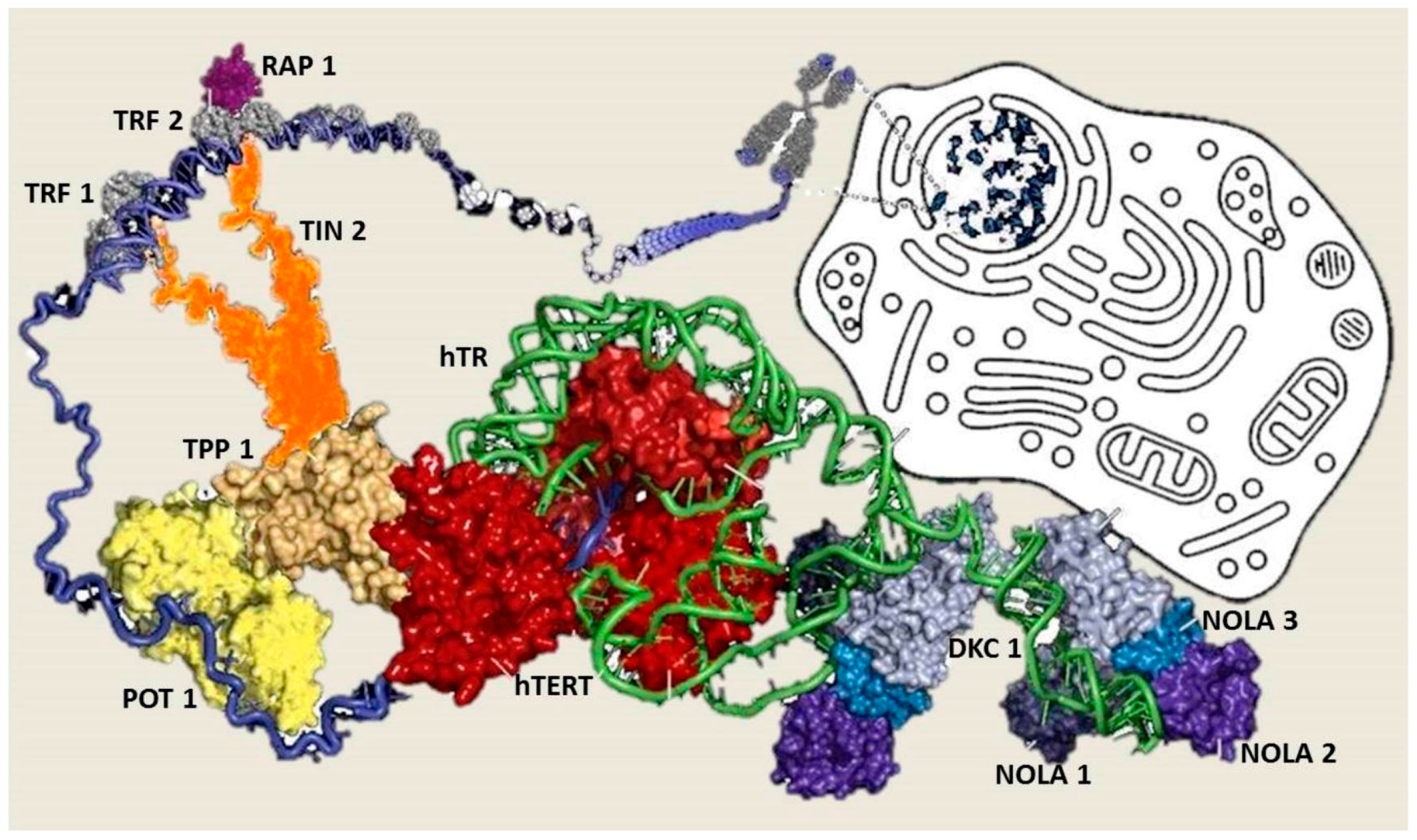 The Roles Of Telomeres And Chronic Disease