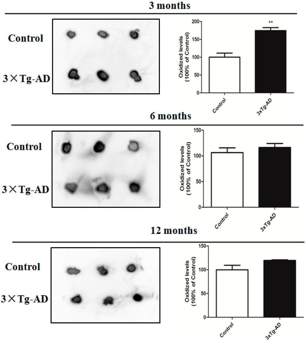 Protein slot blot