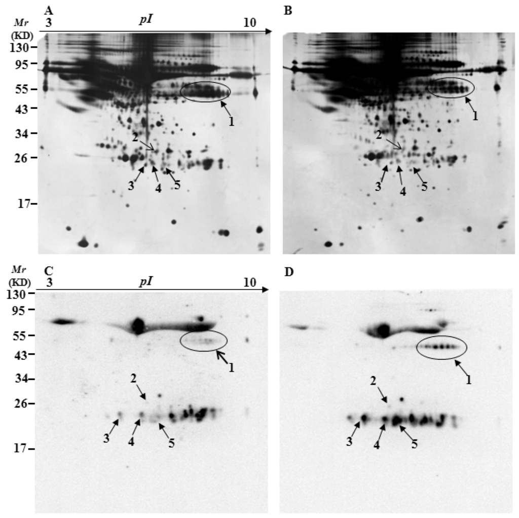 Protein slot blot