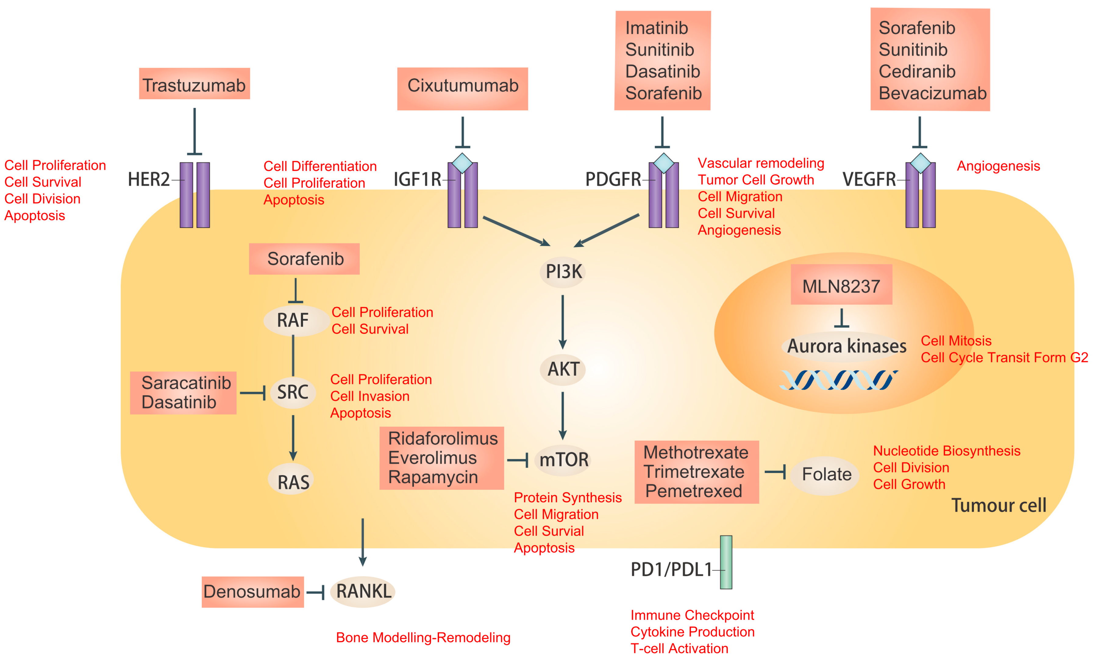 ijms free full text molecular