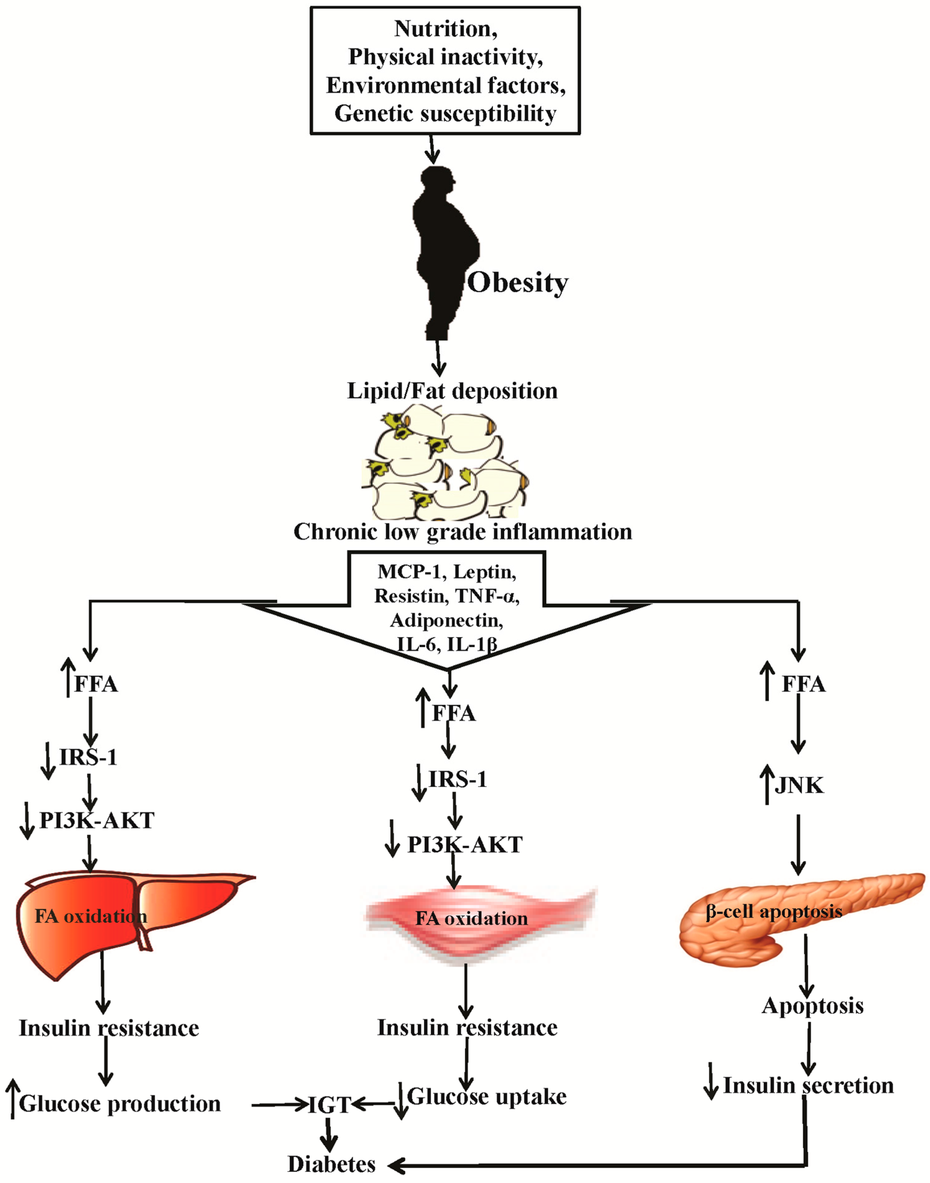 effect of flavonoids on arterial function Berries are a rich source of (poly)phenols, including anthocyanins, flavan-3-ols, procyanidins, flavonols, ellagitannins, and hydroxycinnamates. effect of flavonoids on arterial function Berries are a rich source of (poly)phenols, including anthocyanins, flavan-3-ols, procyanidins, flavonols, ellagitannins, and hydroxycinnamates.