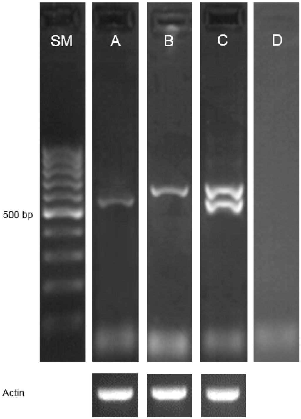 Ijms 17 00600 g004 1024