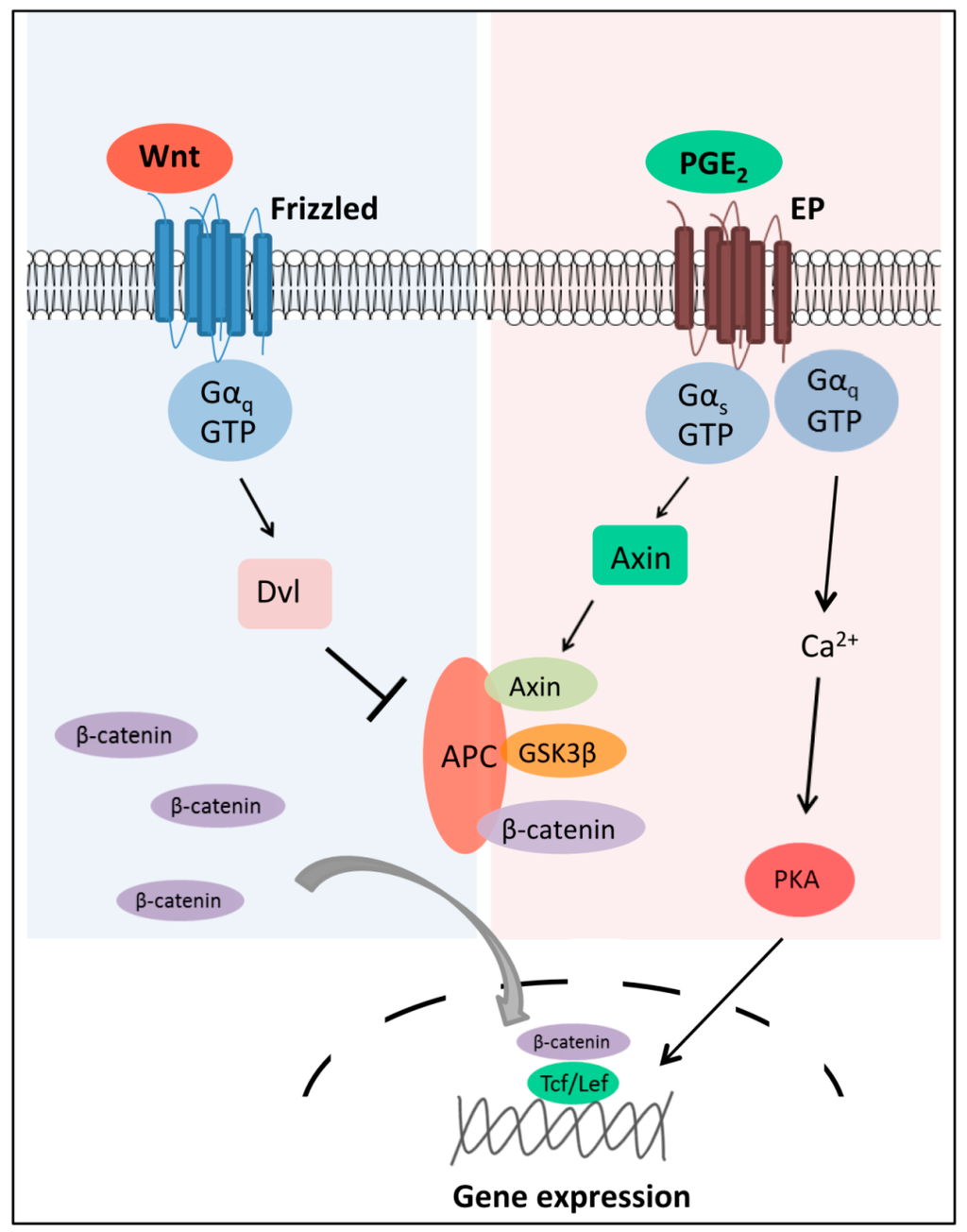 ijms free full text g protein coupled receptor g protein coupled receptors