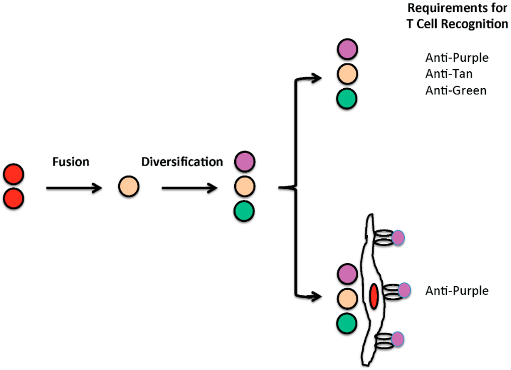 cell fusion Introduction: somatic cell fusion or hybrid cells can be produced by fusing different types of somatic cells from two different tissues or species in a cell culture media. cell fusion Introduction: somatic cell fusion or hybrid cells can be produced by fusing different types of somatic cells from two different tissues or species in a cell culture media.