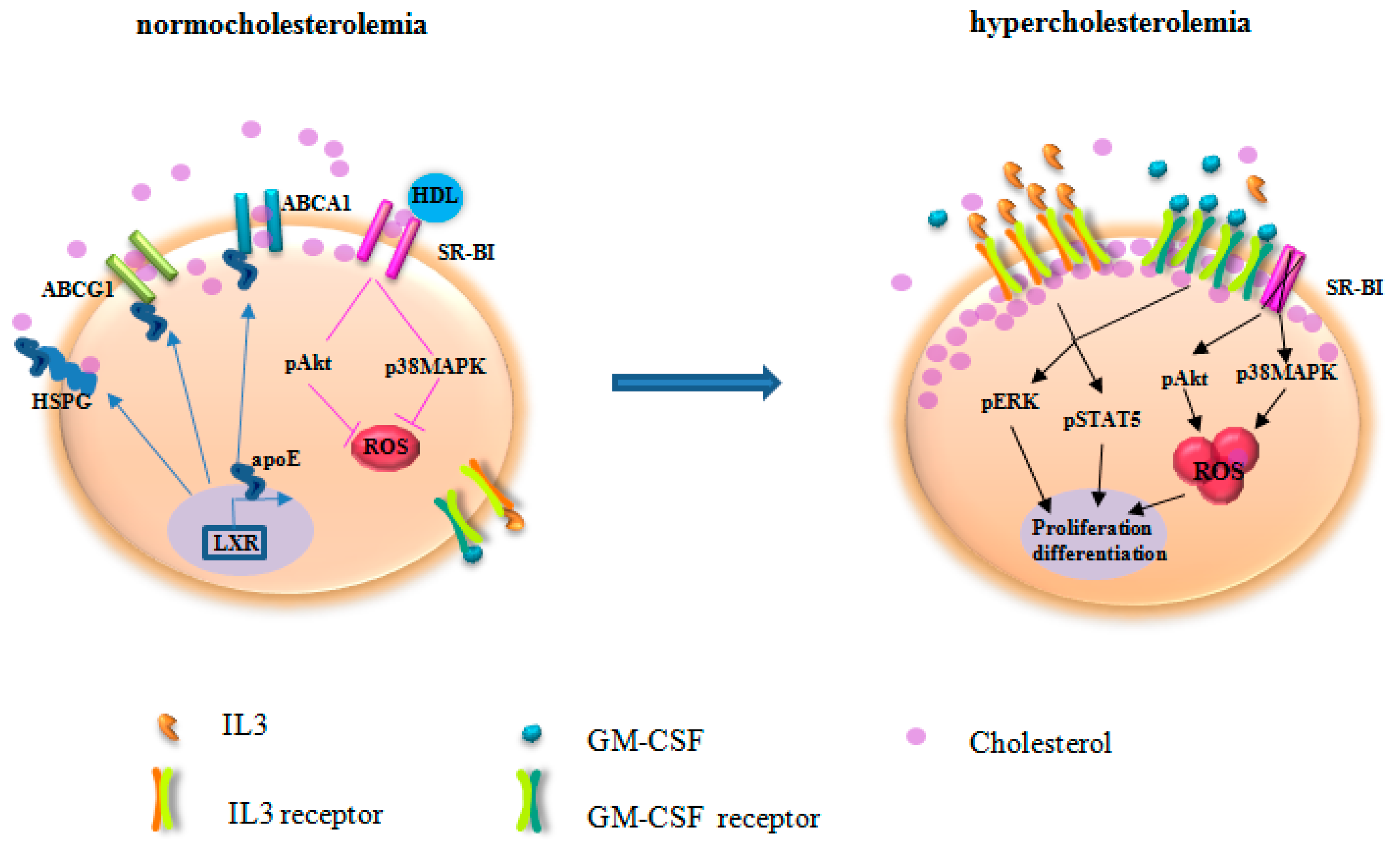 shop allogeneic stem cell transplantation clinical research