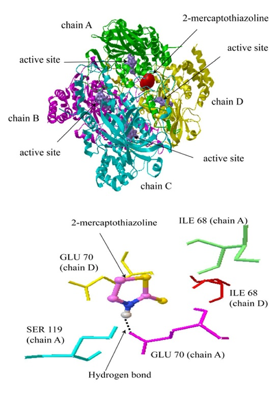 ijms free full text molecular insights into the potential how catalase works