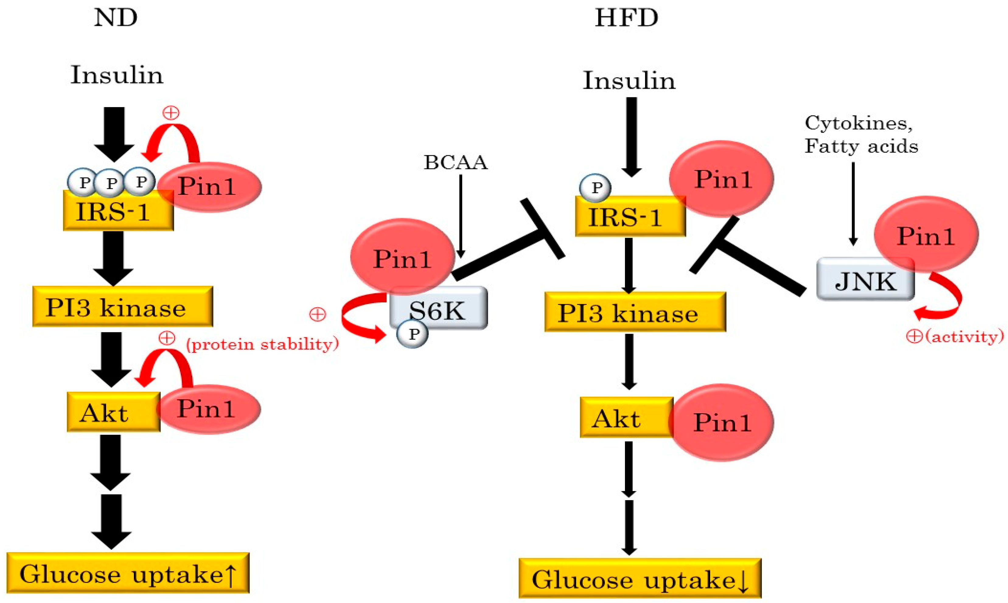 signal transduction pathway