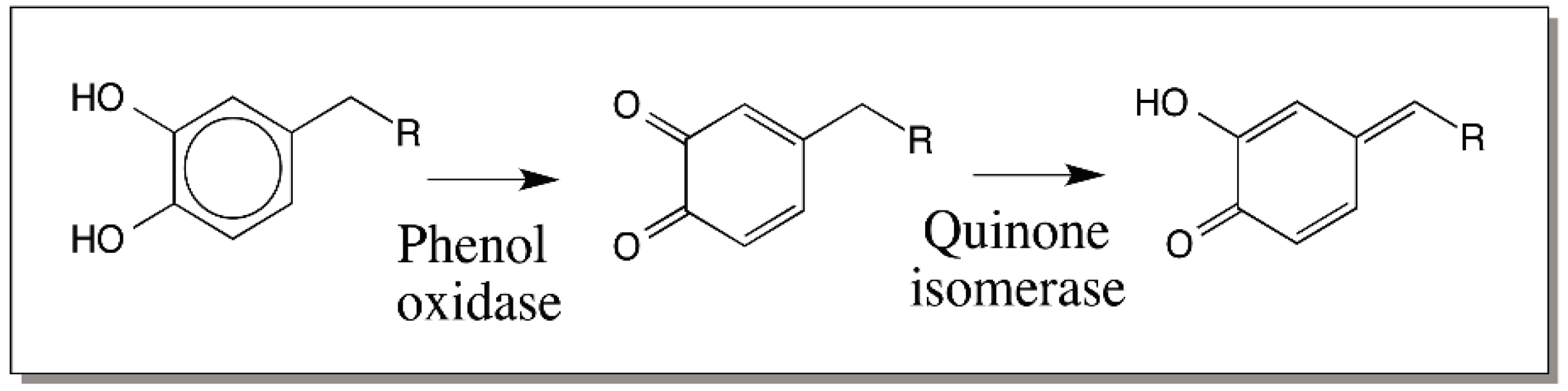 IJMS Free FullText Reactivities of Quinone Methides versus o