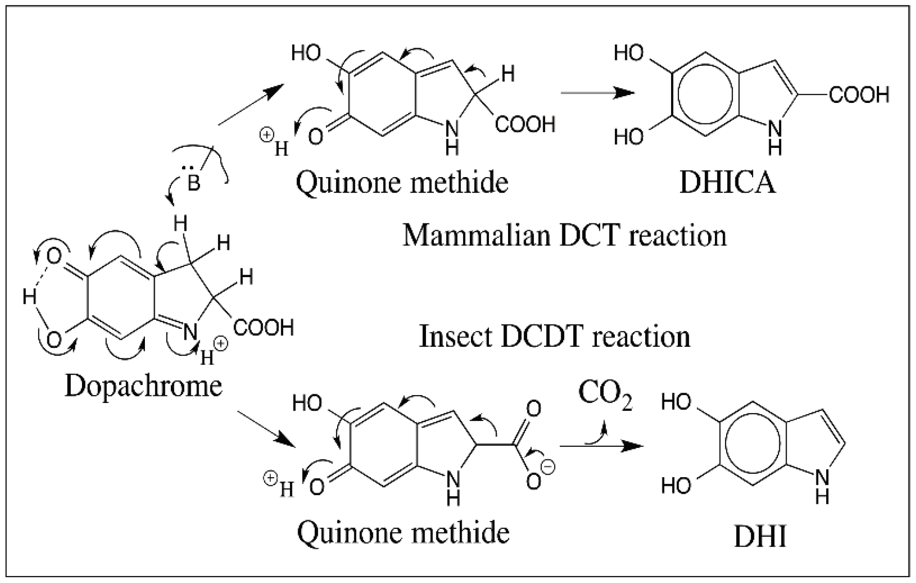 IJMS Free FullText Reactivities of Quinone Methides versus o