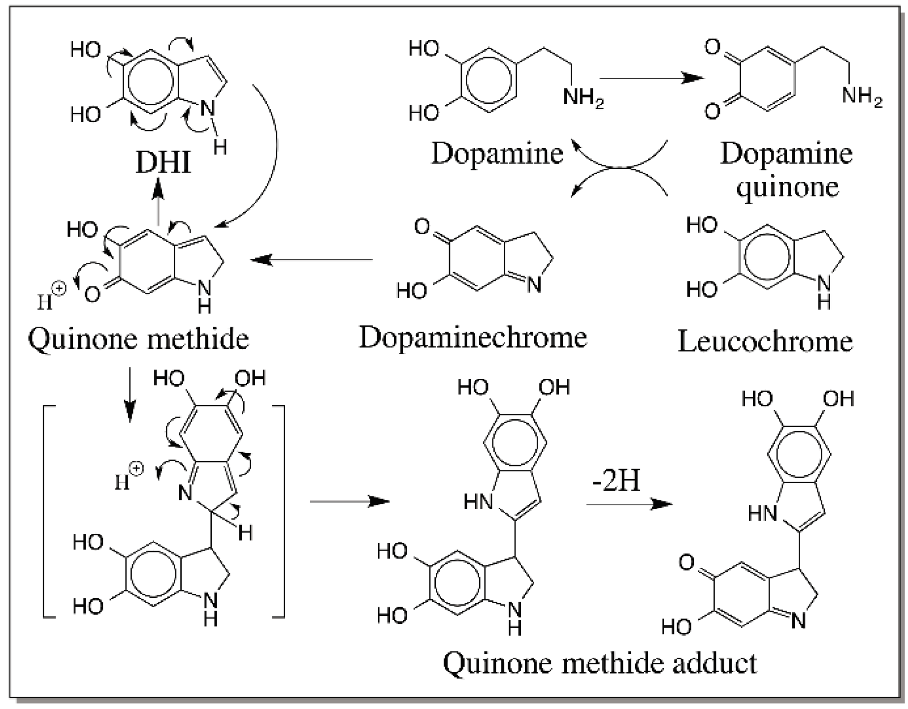 IJMS Free FullText Reactivities of Quinone Methides versus o