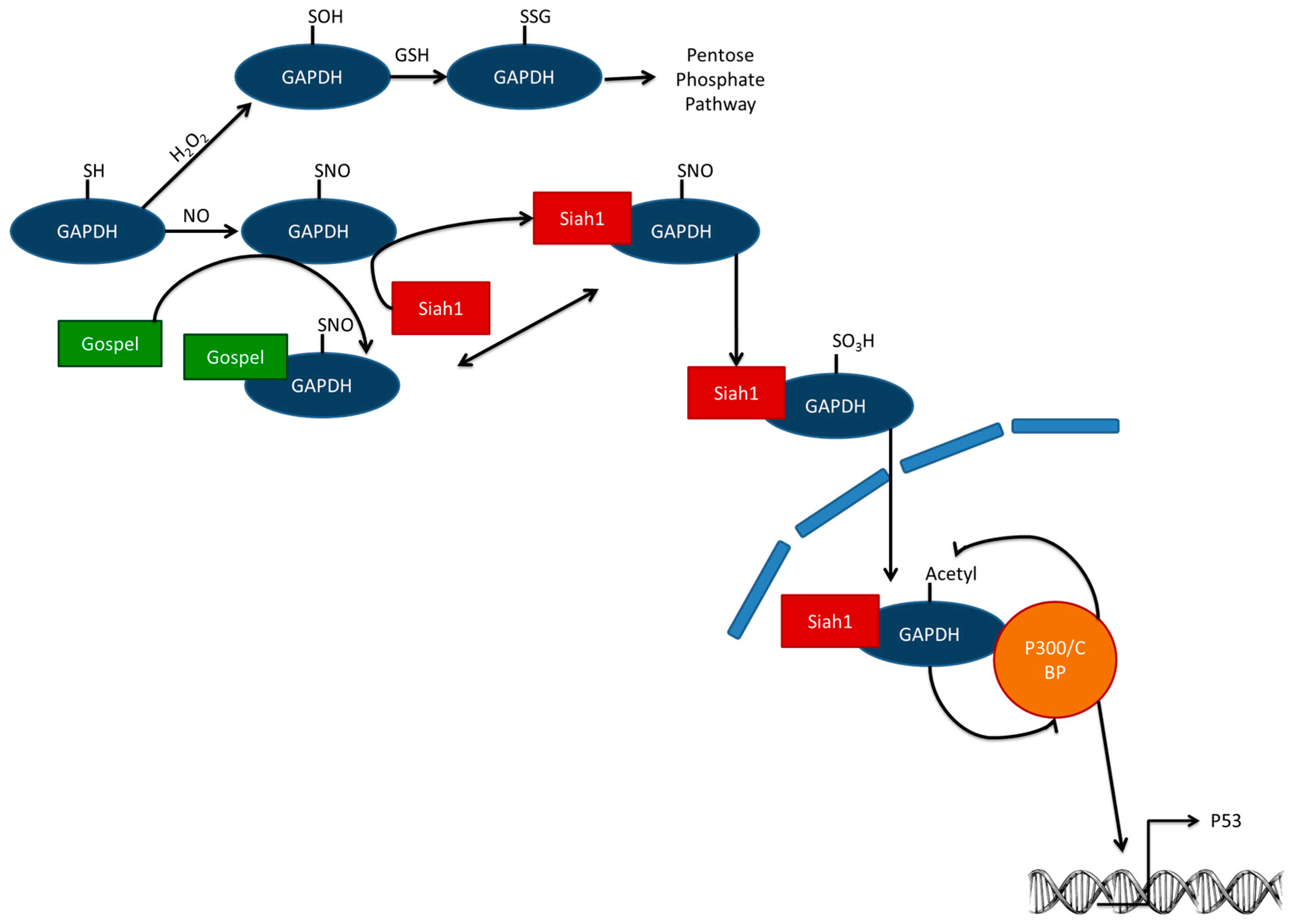 Glutathione depletion essay