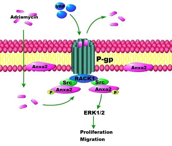 biological role of inorganic