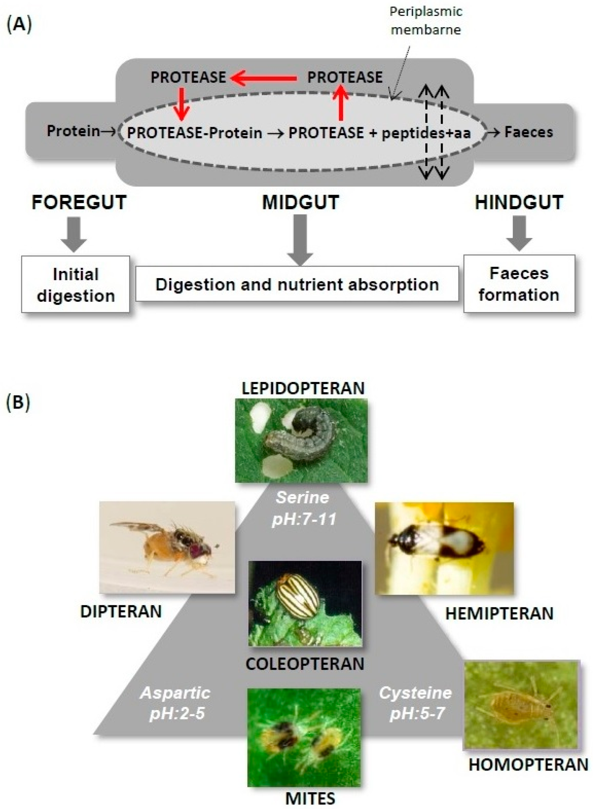 IJMS  Free FullText  Phytocystatins Defense Proteins against
