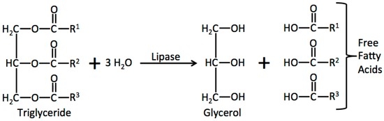 lipid hydrolysis