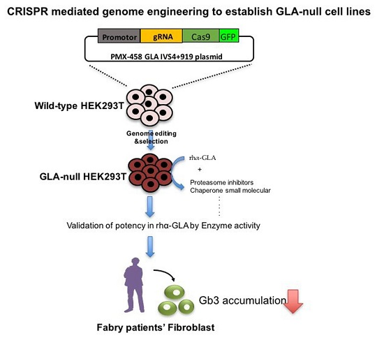 ijms free full text using crispr cas9 mediated gla gene knockout gene knockout