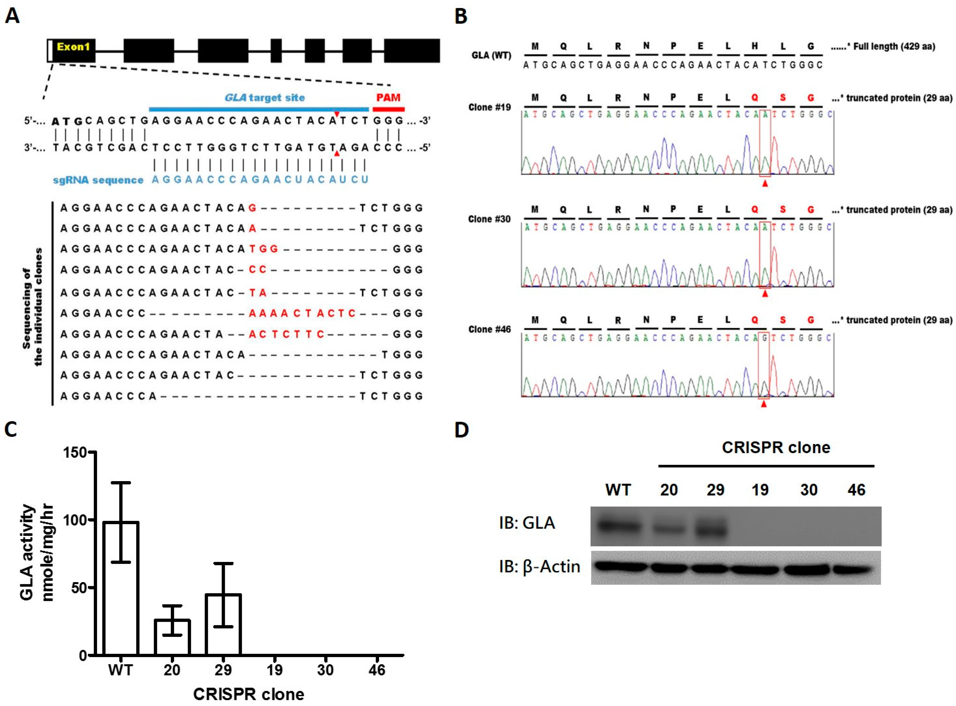 ijms free full text using crispr cas9 mediated gla gene knockout gene knockout