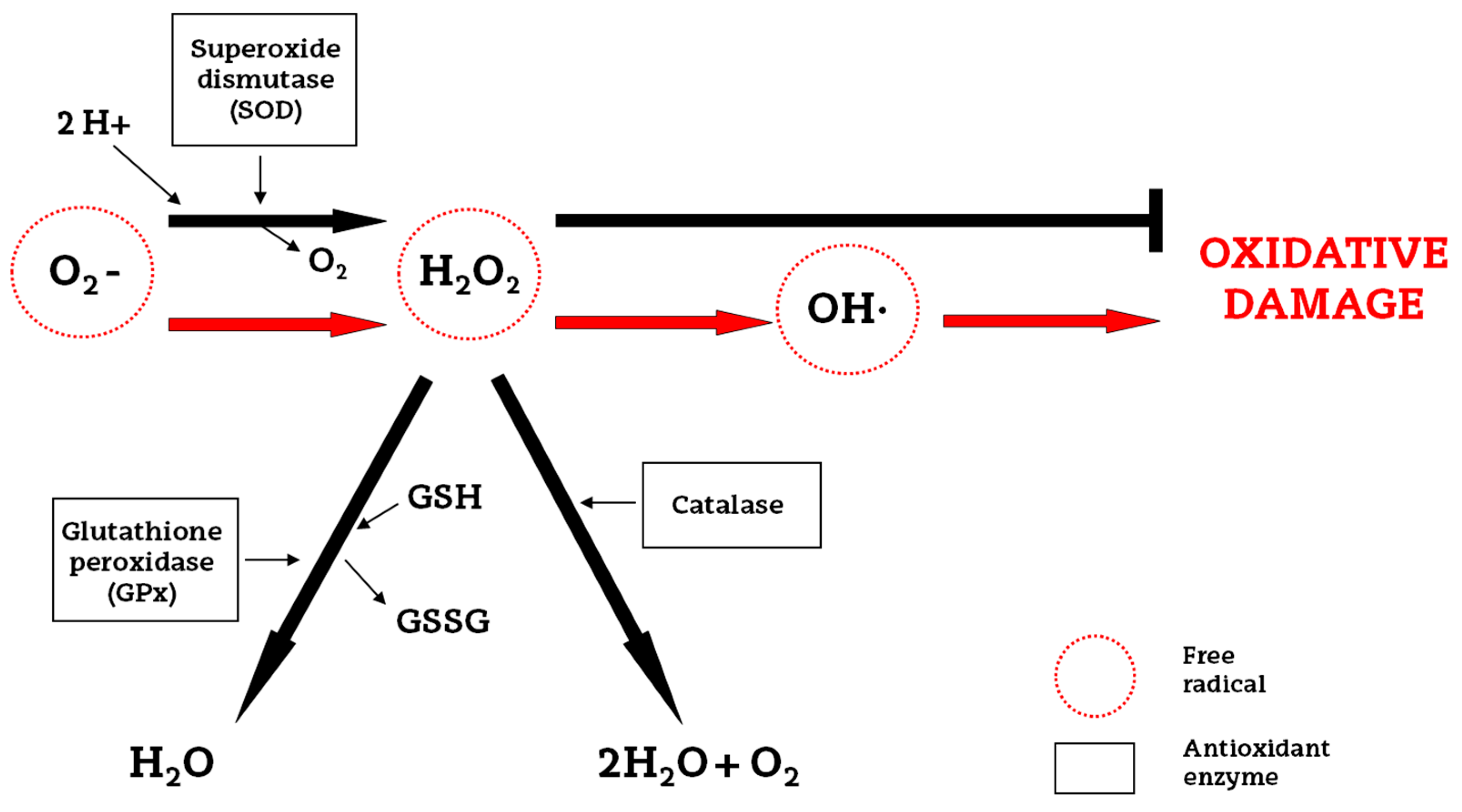 Ijms 18 00265 g002