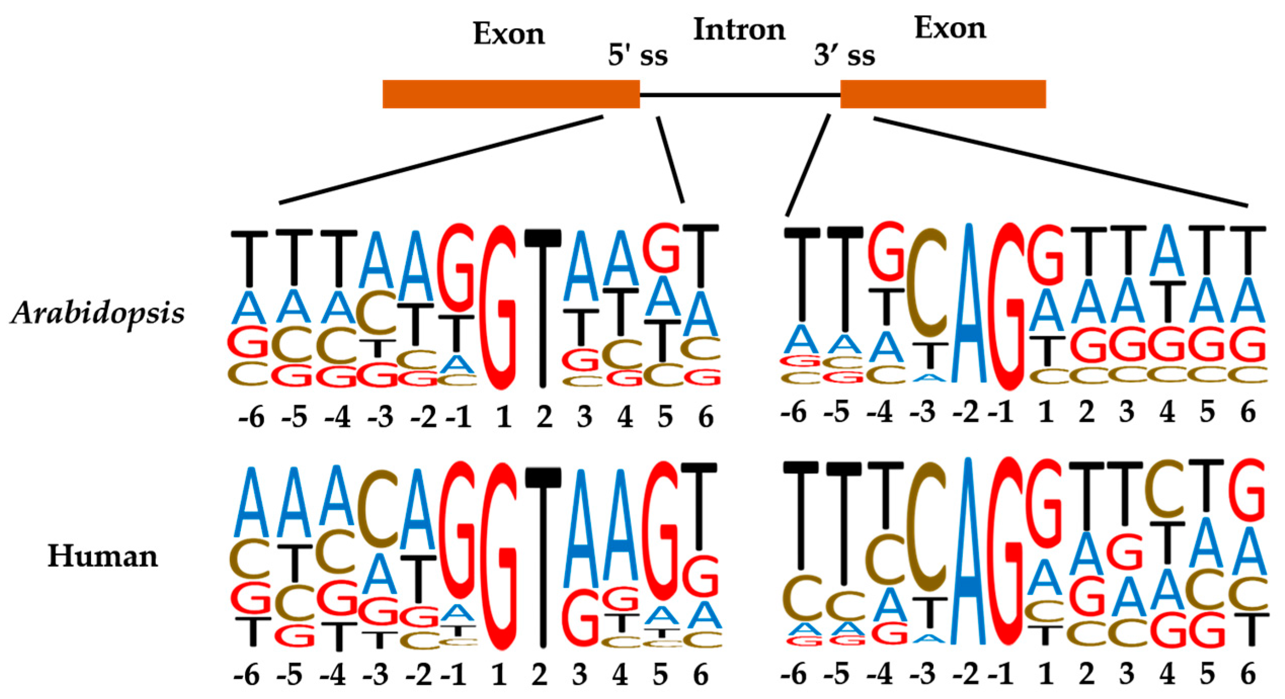Ijms | Free Full-Text | Alternative Splicing In Plant Genes: A Means