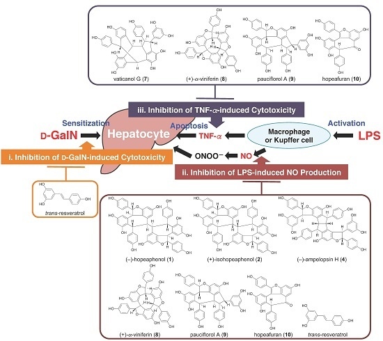 research articles on hepatoprotective activity research articles on hepatoprotective activity