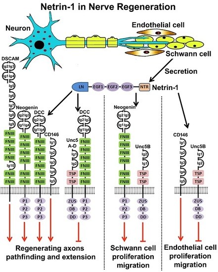 free neuronale netze für