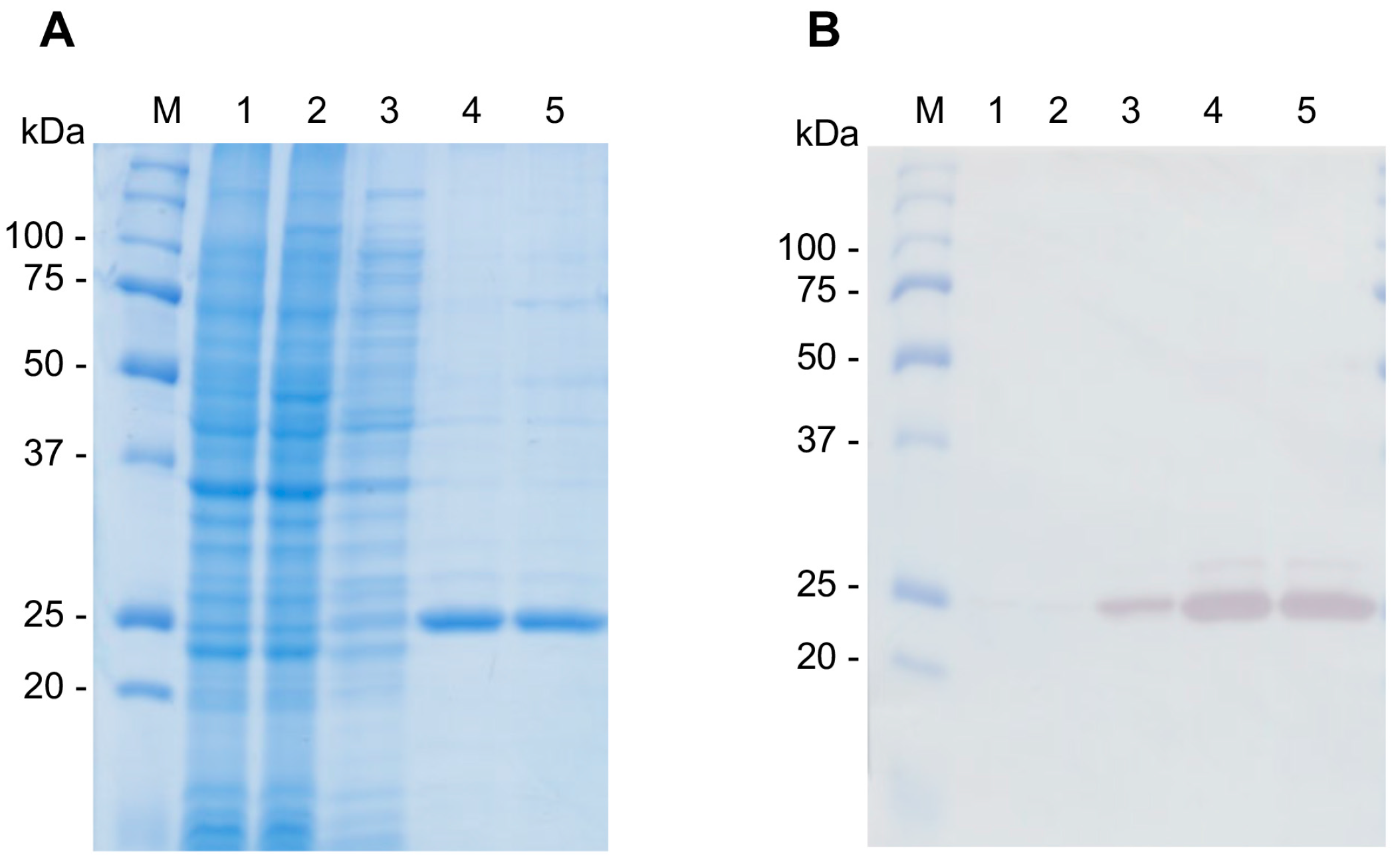 ijms free full text molecular