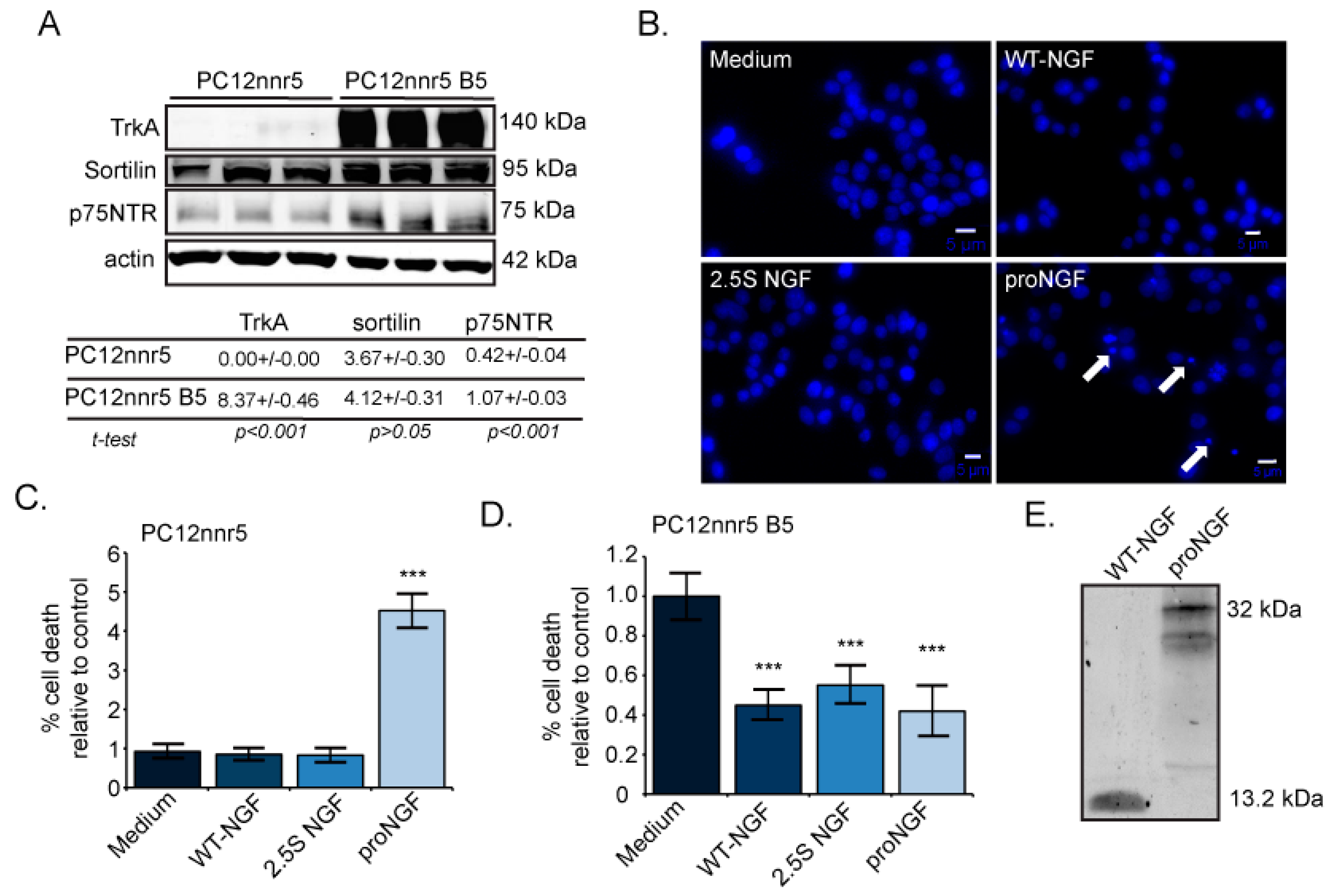 IJMS  Free FullText  ProNGF, but Not NGF, Switches from Neurotrophic