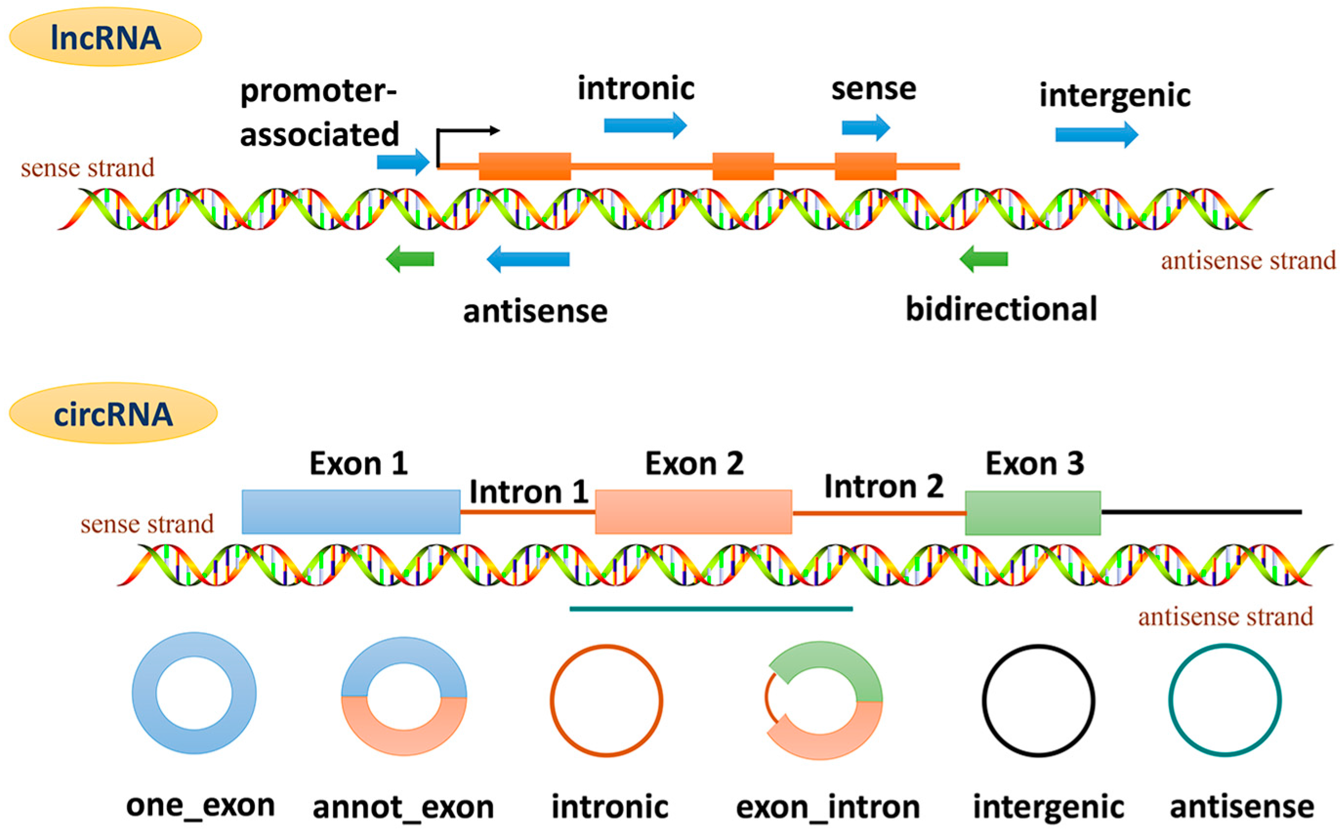 ijms free full text molecular