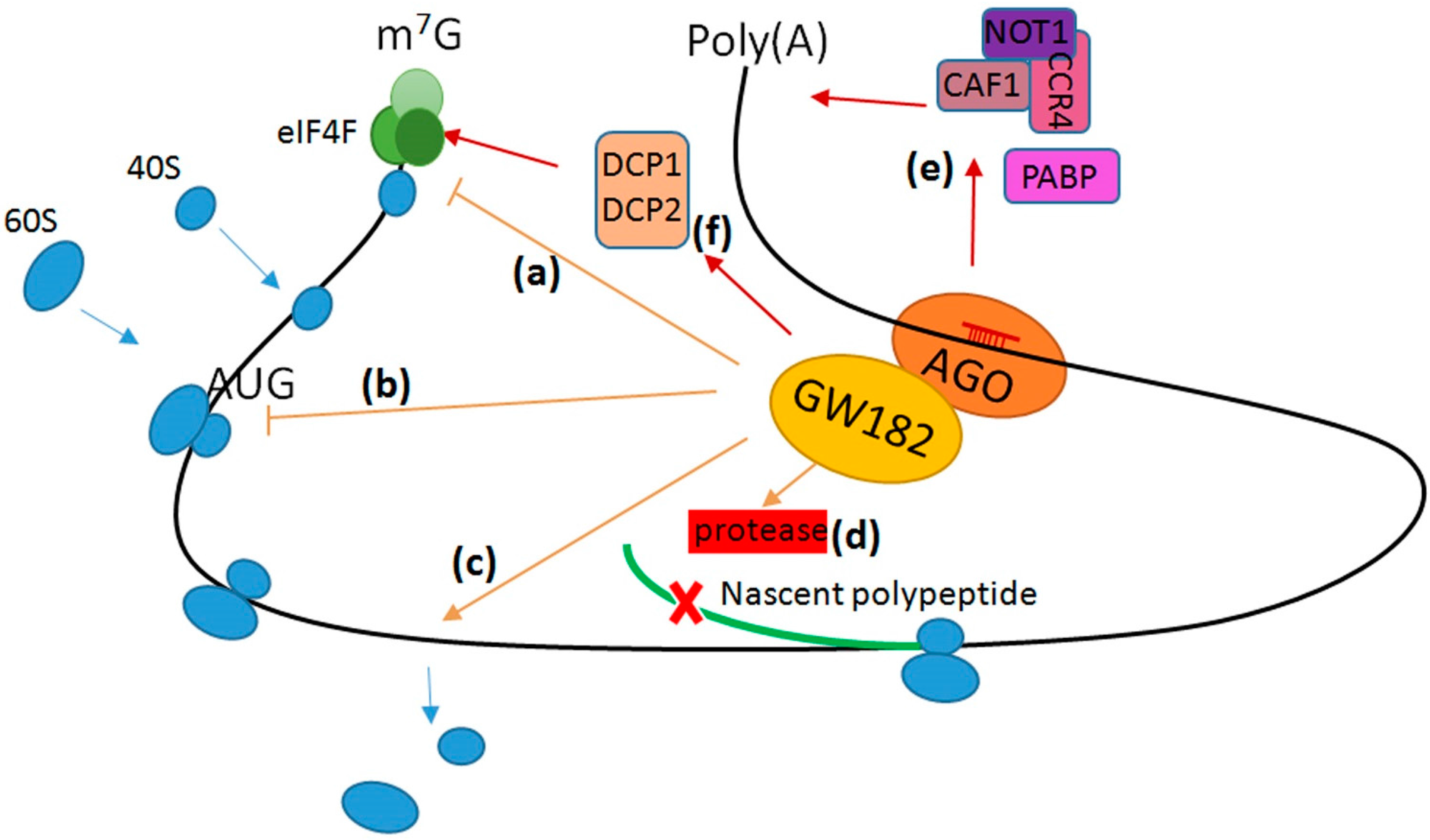 ijms free full text molecular