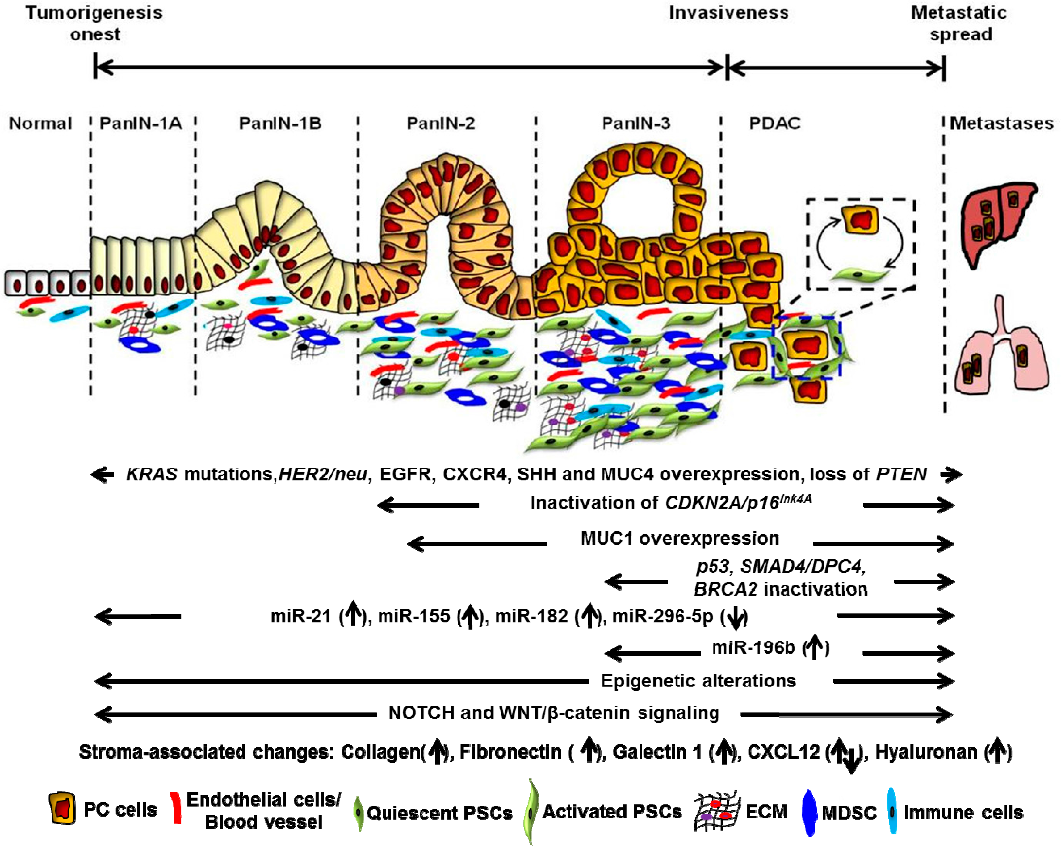 ijms free full text molecular