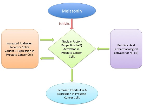 Melatonin prostate