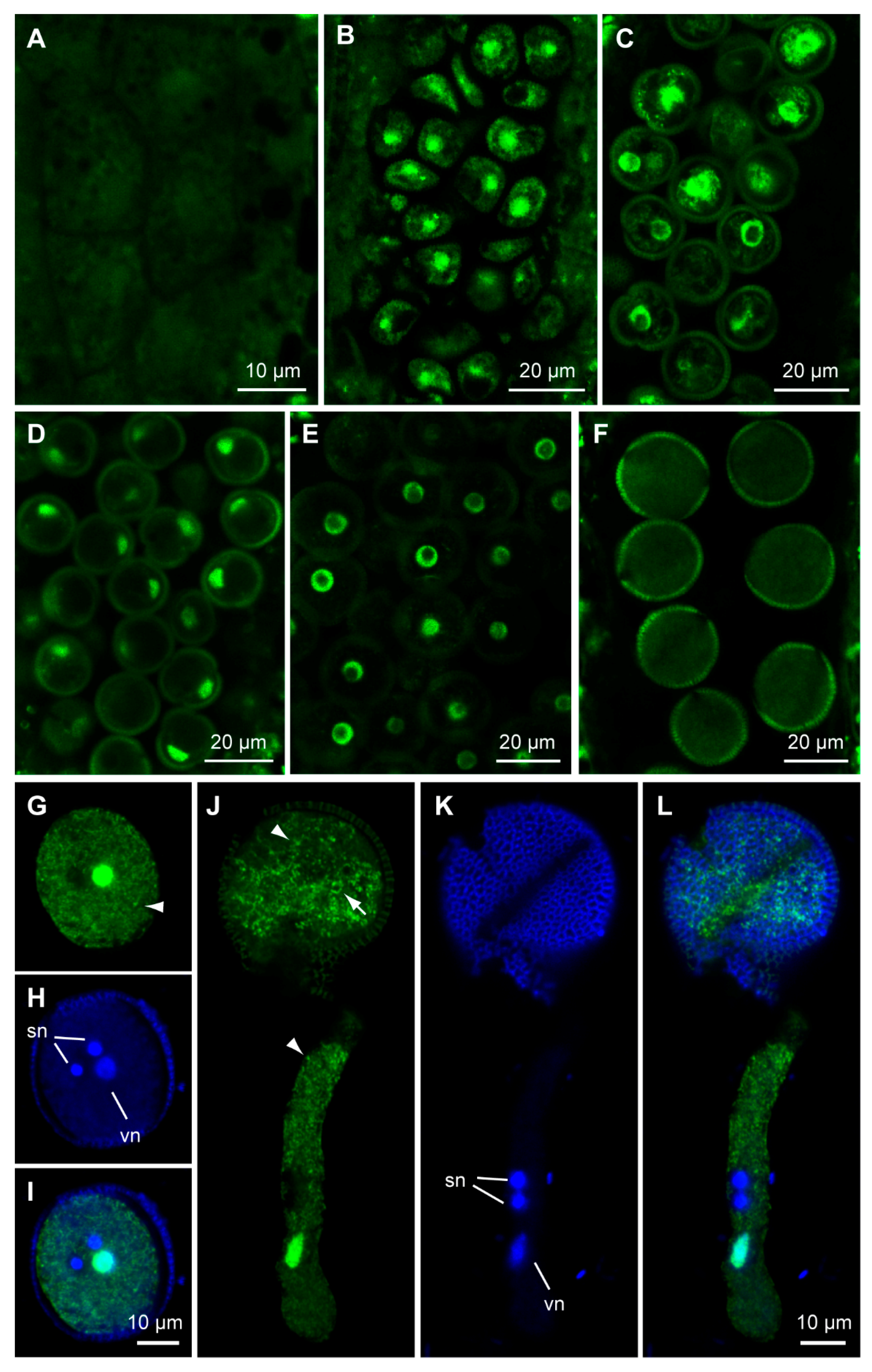 Ijms 18 01303 g003