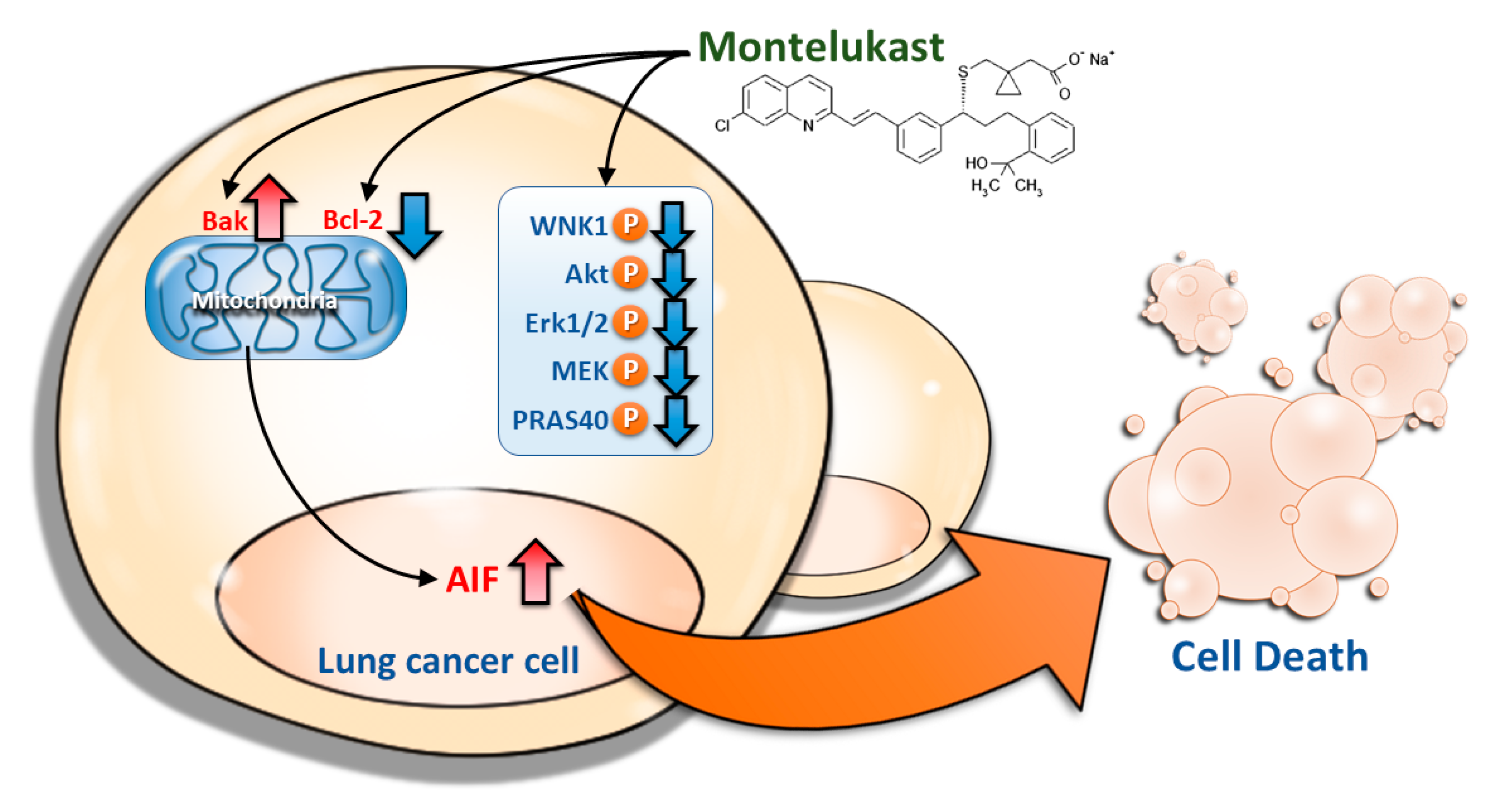 IJMS | Free Full-Text | Montelukast Induces Apoptosis IJMS | Free Full-Text | Montelukast Induces Apoptosis