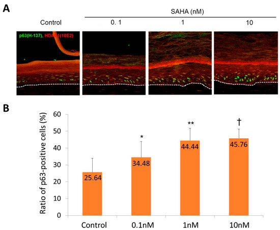 IJMS | Special Issue : Molecular Research of Epidermal Stem Cells 2017