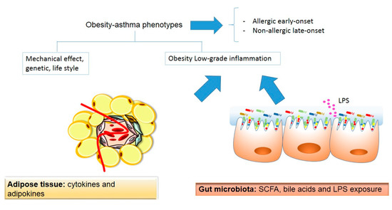 Subunit vaccine obesity