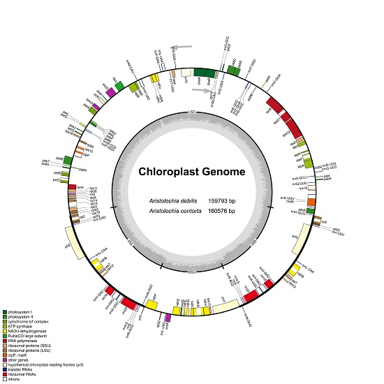 ijms free full text molecular