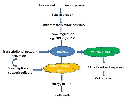 chromium induced toxicity research Chromium accumulation and toxicity in aquatic vascular plants close bioaccumulation of chromium and toxicity on chromium induced. chromium induced toxicity research Chromium accumulation and toxicity in aquatic vascular plants close bioaccumulation of chromium and toxicity on chromium induced.