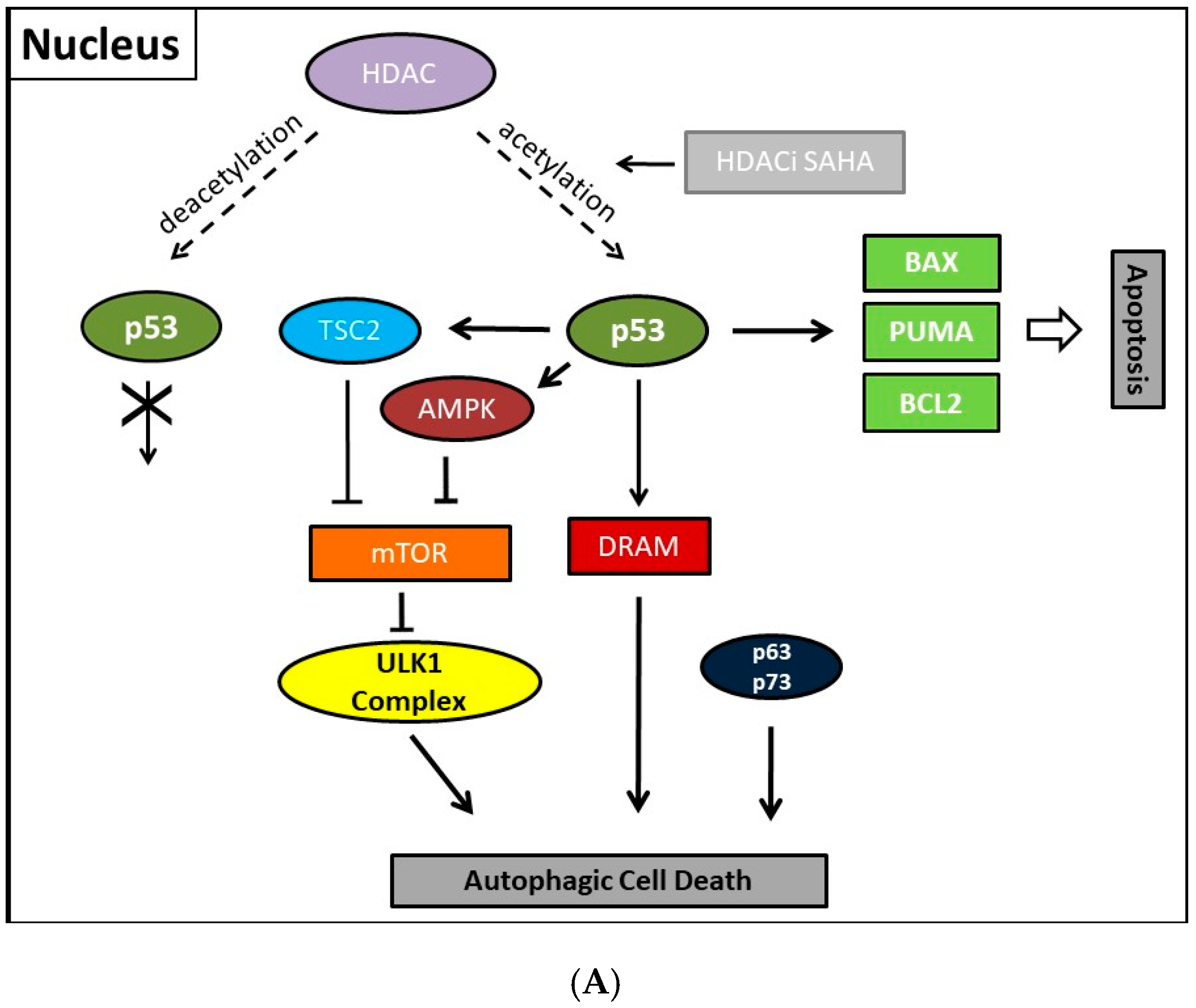 Histone Deacetylase Inhibitor-Induced Autophagy ... Biology Diagrams