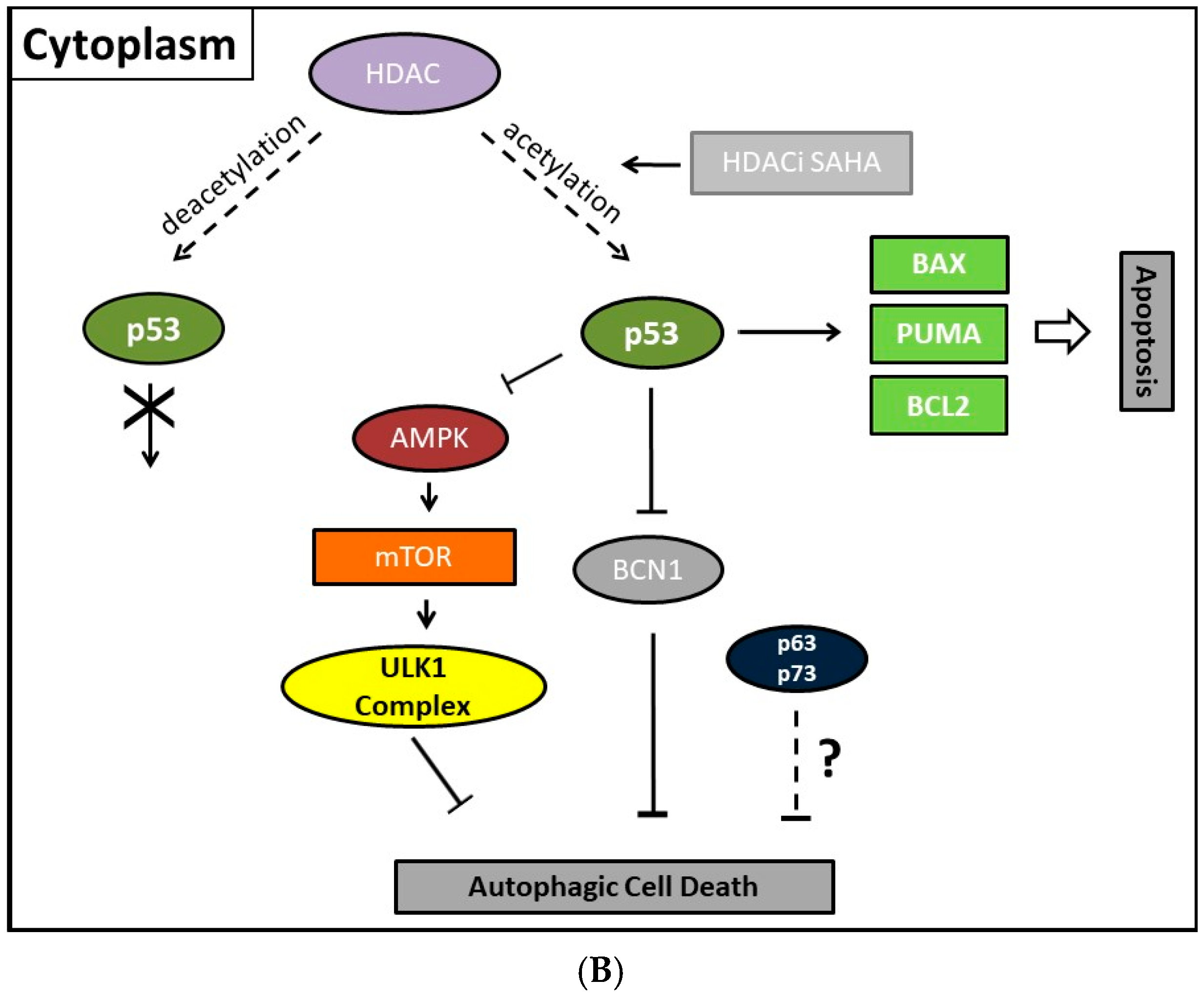 Histone Deacetylase Inhibitor-Induced Autophagy ... Biology Diagrams