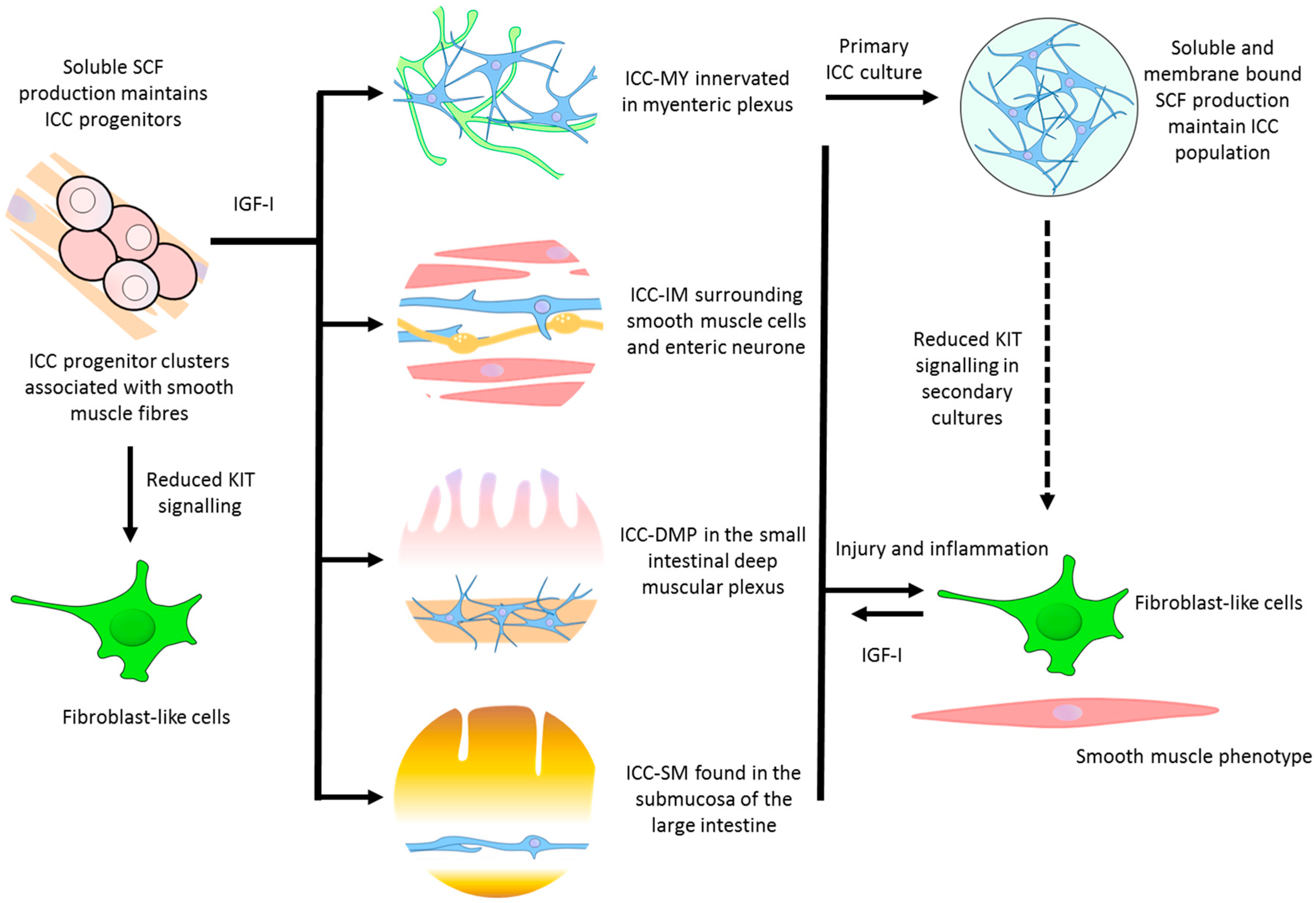 IJMS | Free Full-Text | The Potential for Gut Organoid Derived