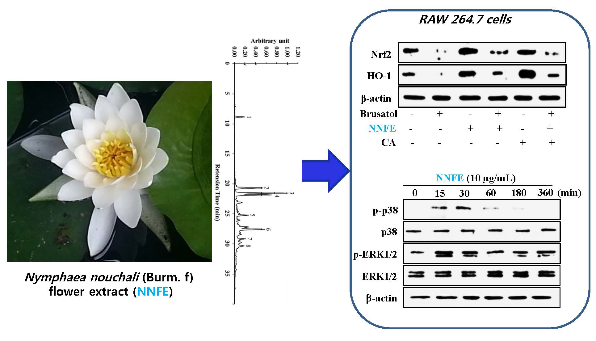 ijms free full text extraction