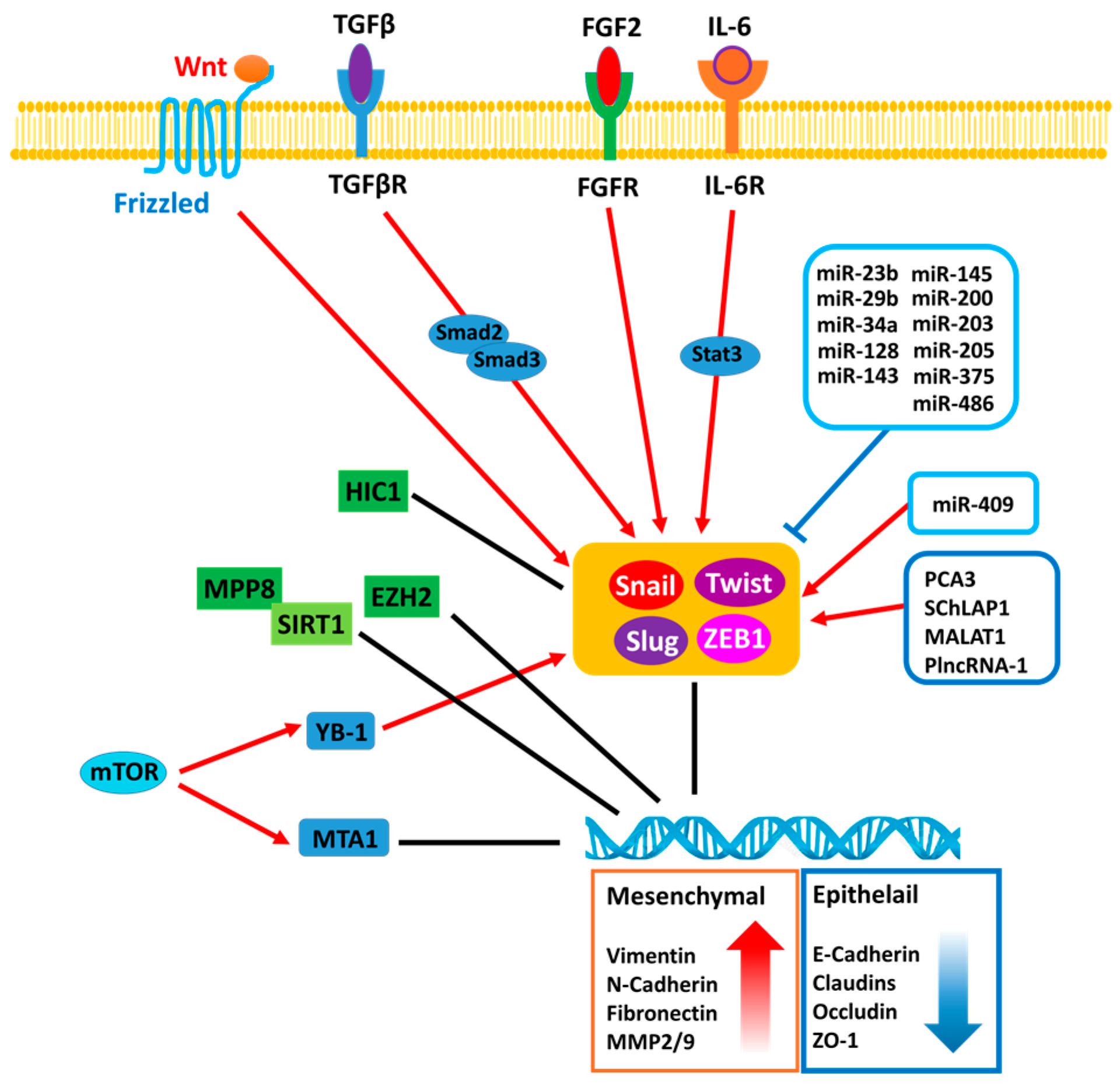 Ijms 18 02079 g001